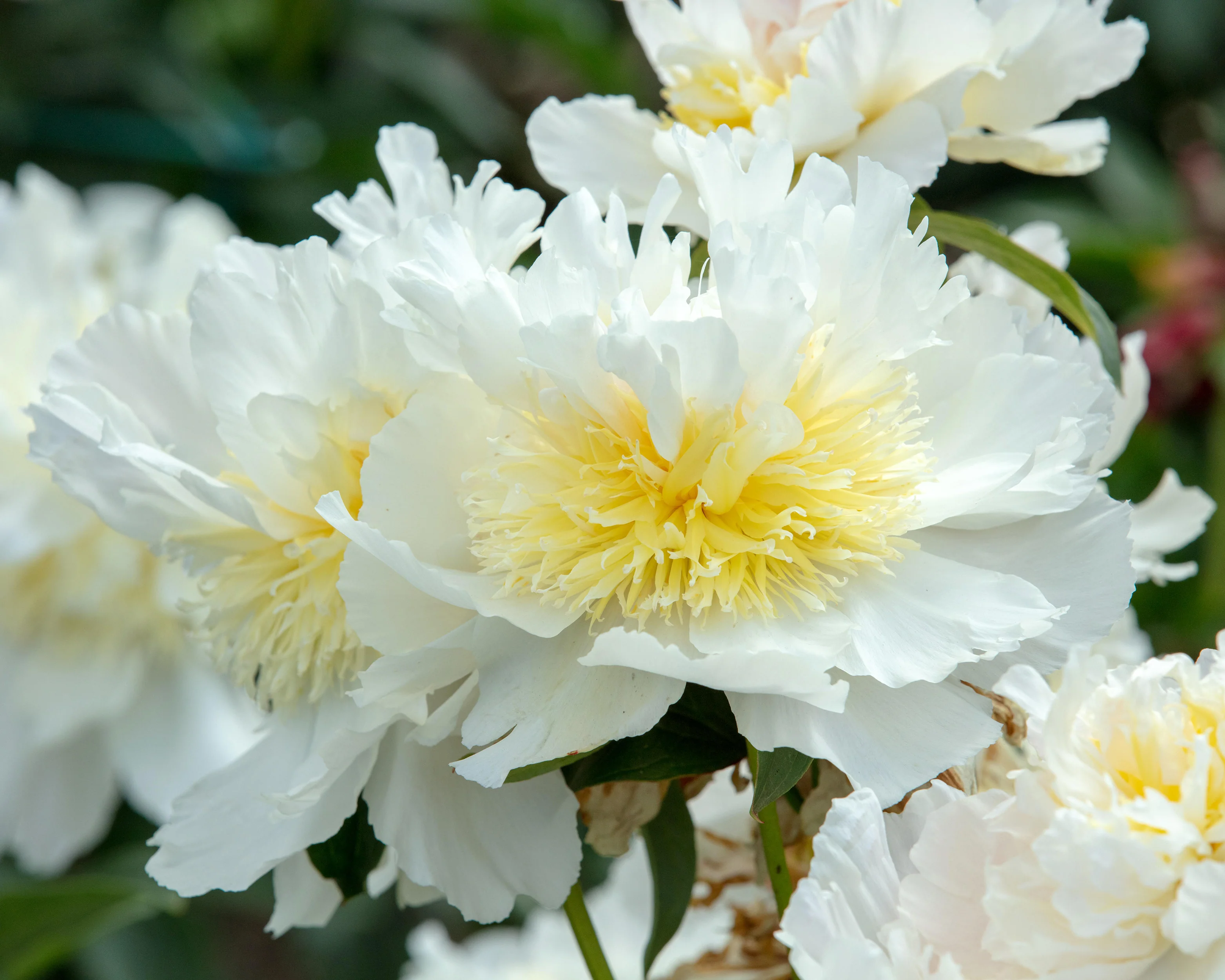 Paeonia 'Top Brass' - Image 11