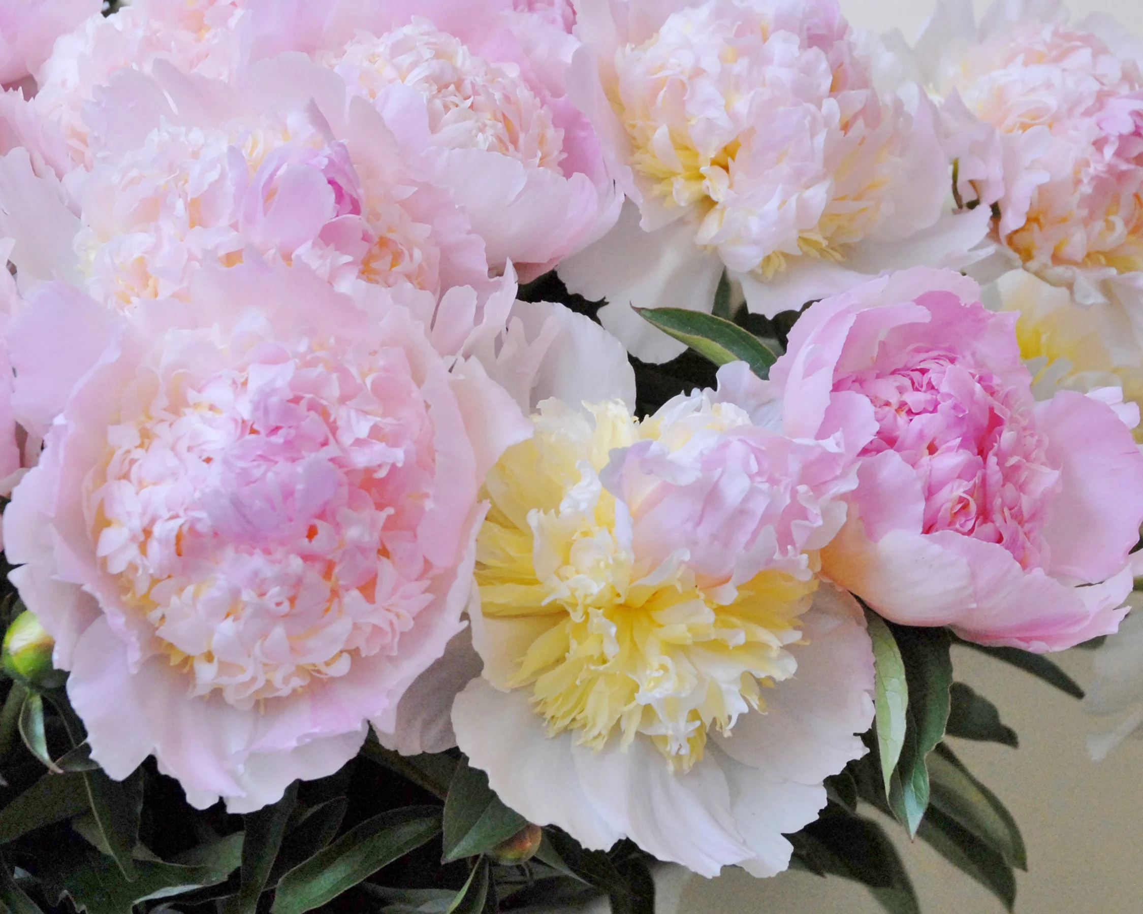 Paeonia 'Top Brass' - Image 2