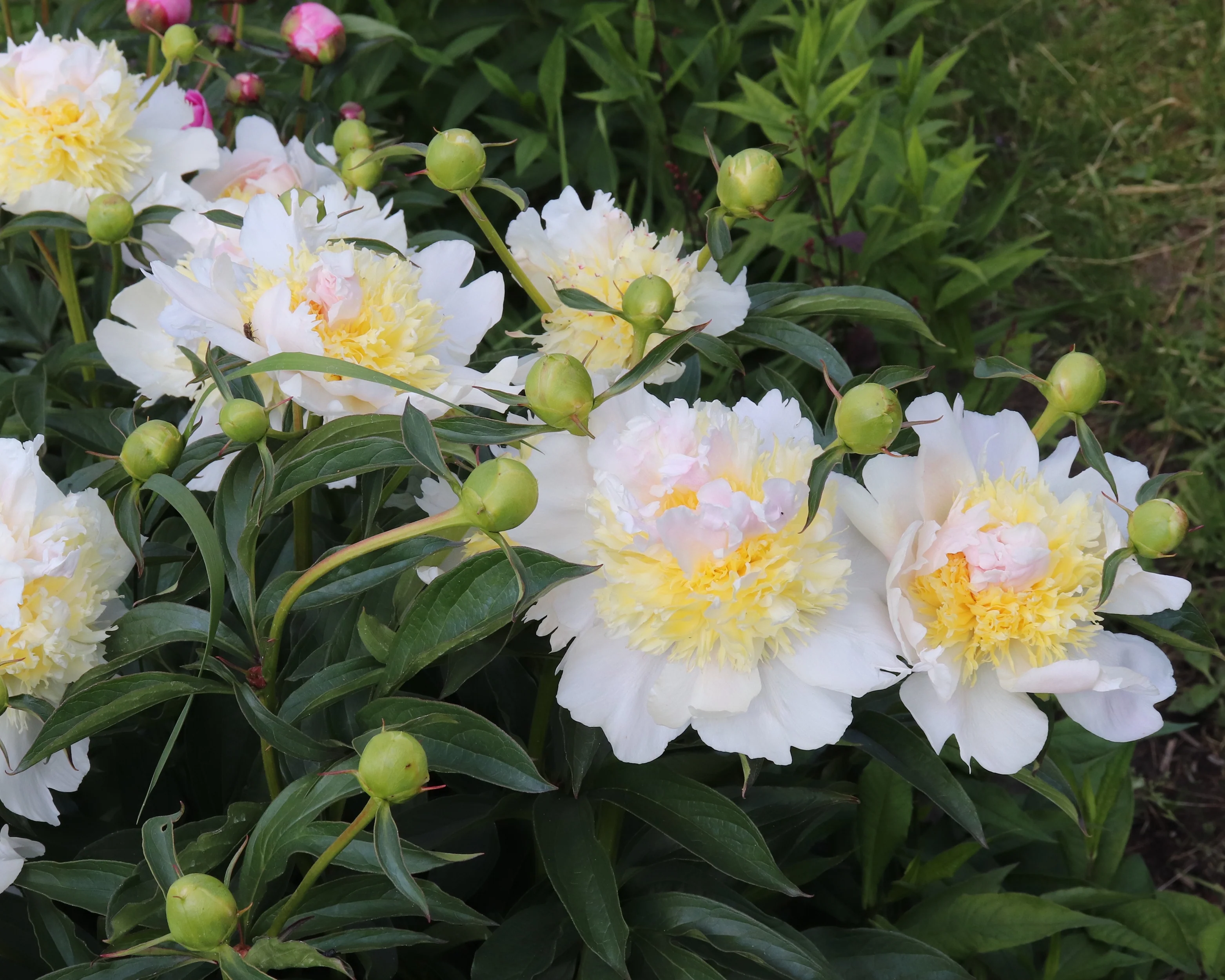 Paeonia 'Top Brass' - Image 3
