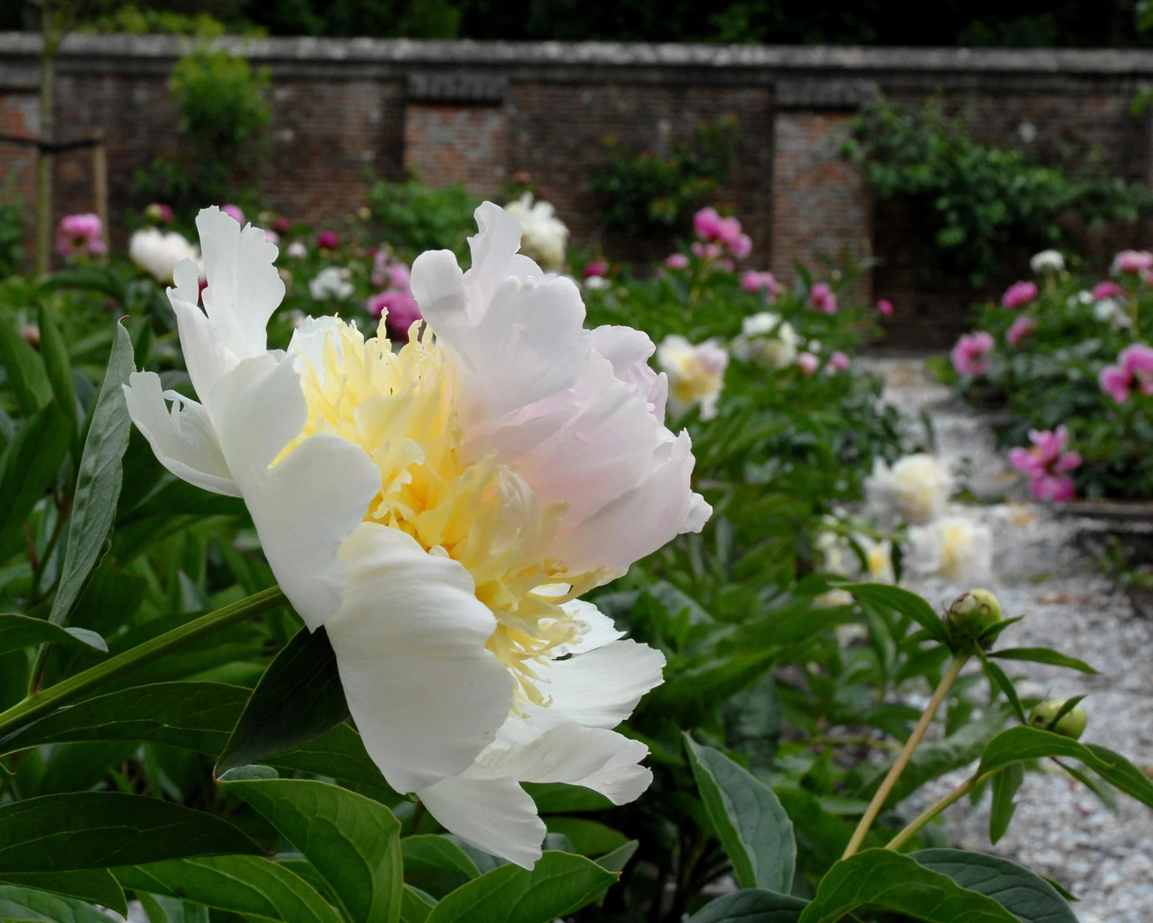 Paeonia 'Top Brass' - Image 7