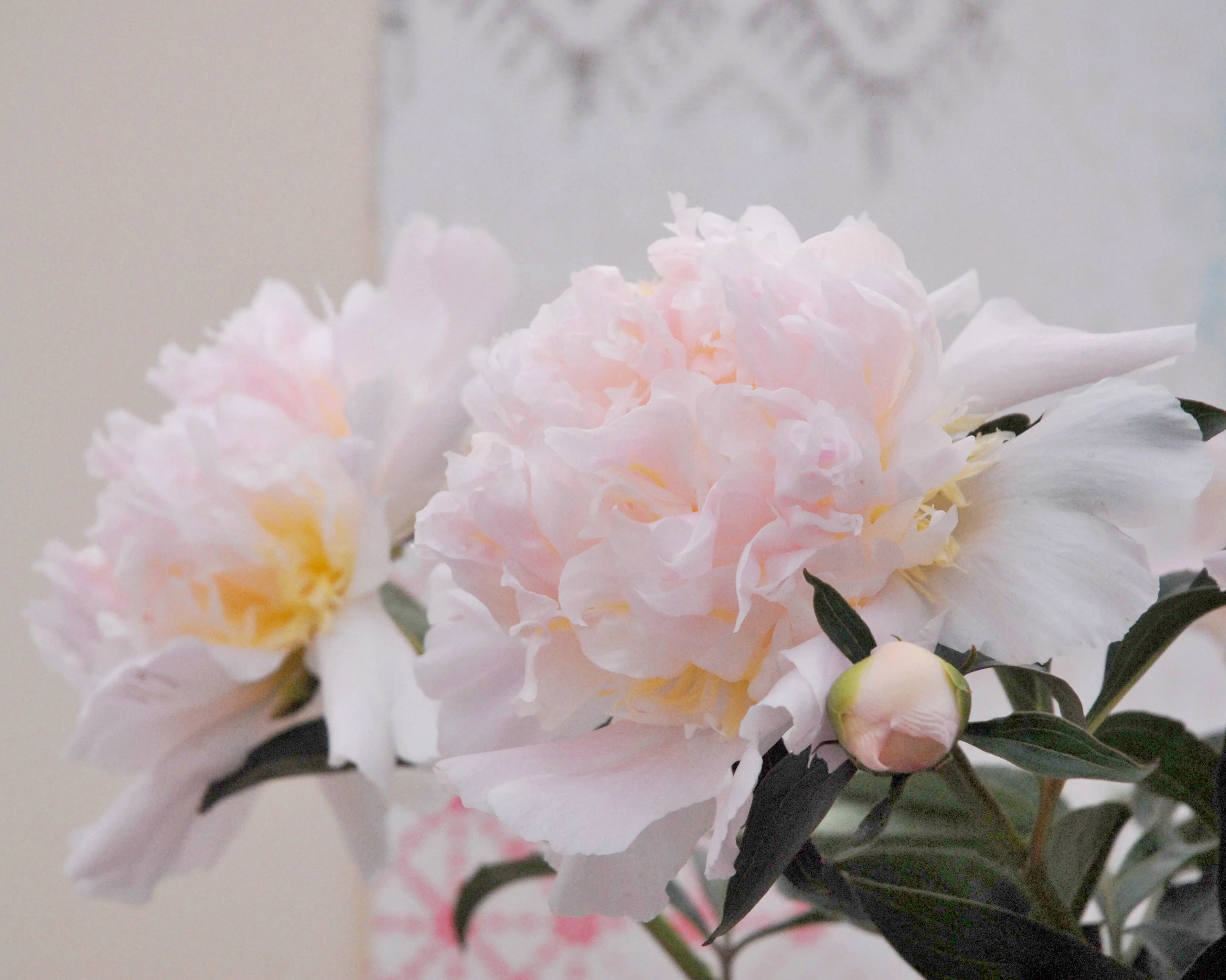 Paeonia 'Top Brass' - Image 8