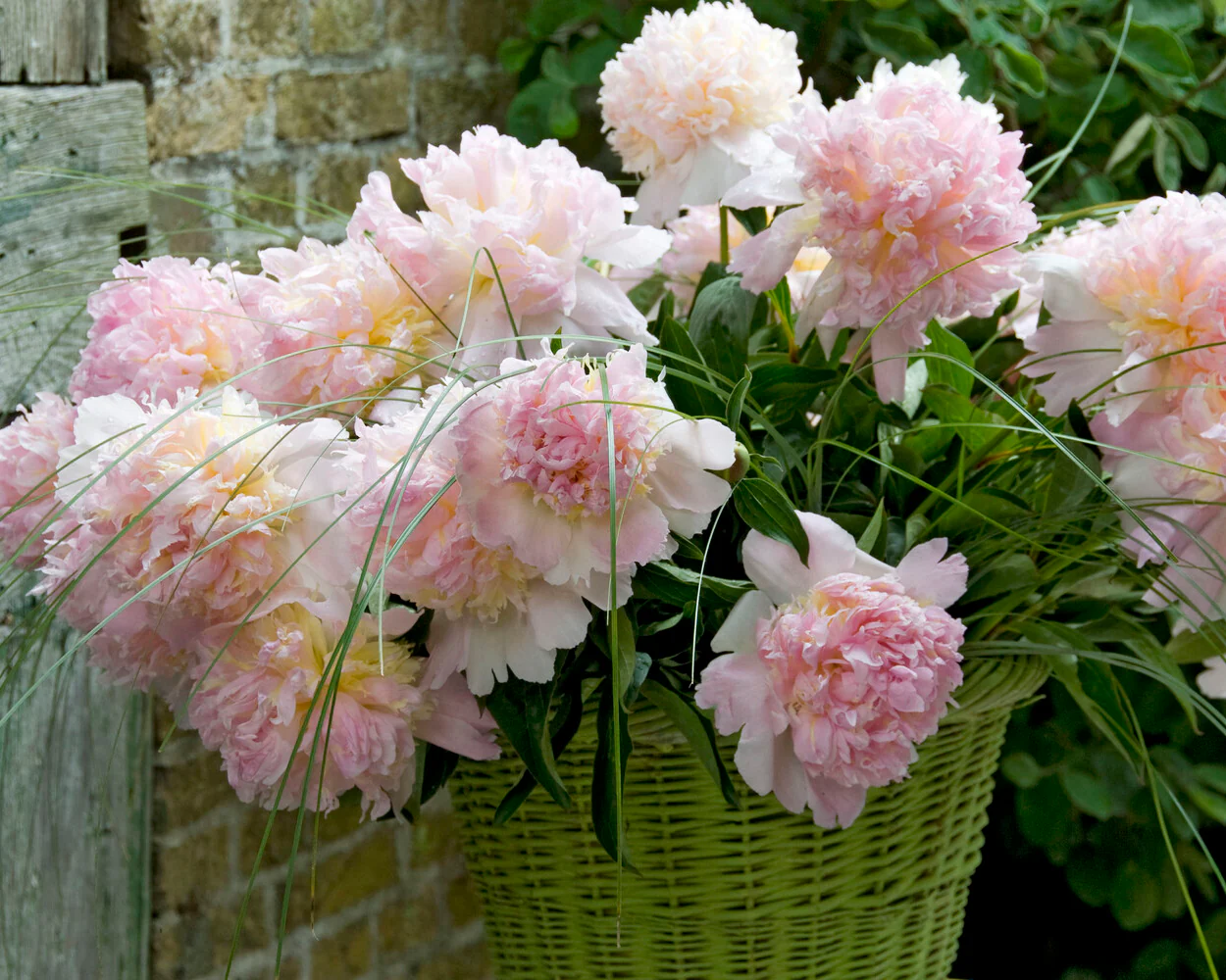Paeonia 'Top Brass' - Image 9