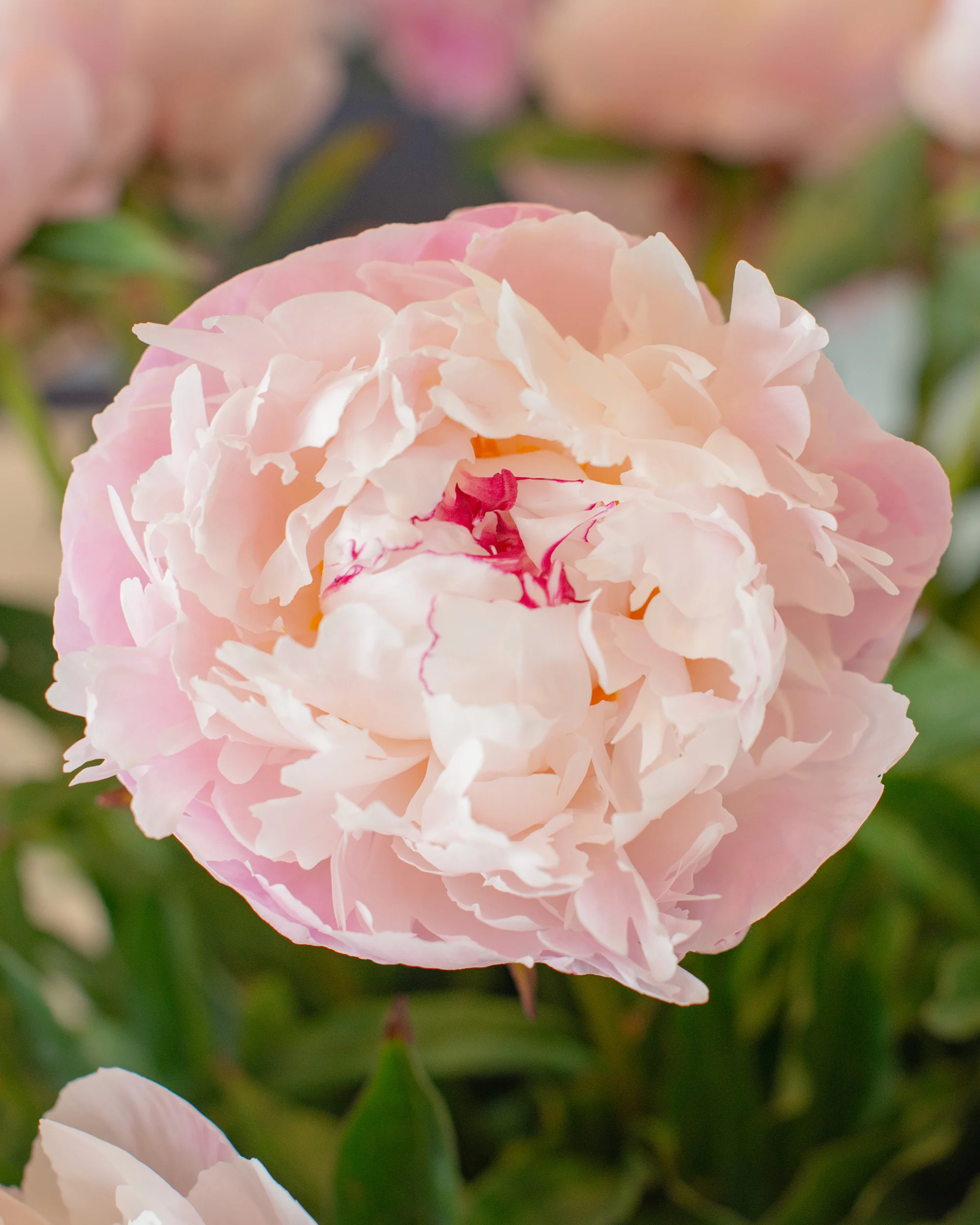 Paeonia 'Vogue' - Image 2