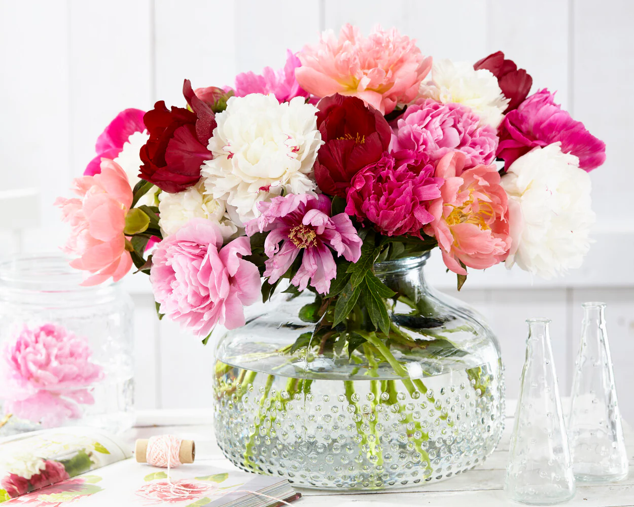 Paeonia 'Vogue' - Image 3