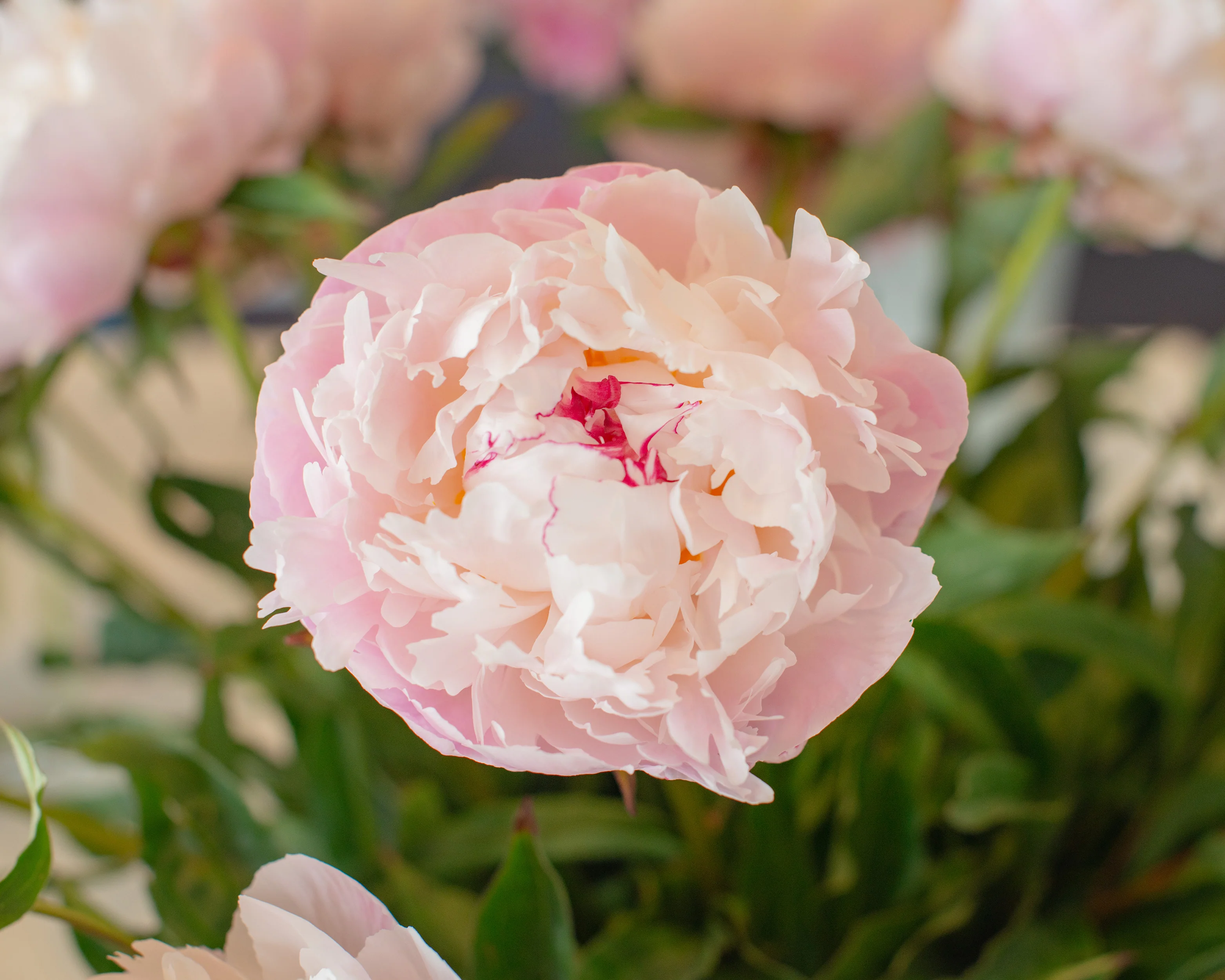 Paeonia 'Vogue' - Image 4