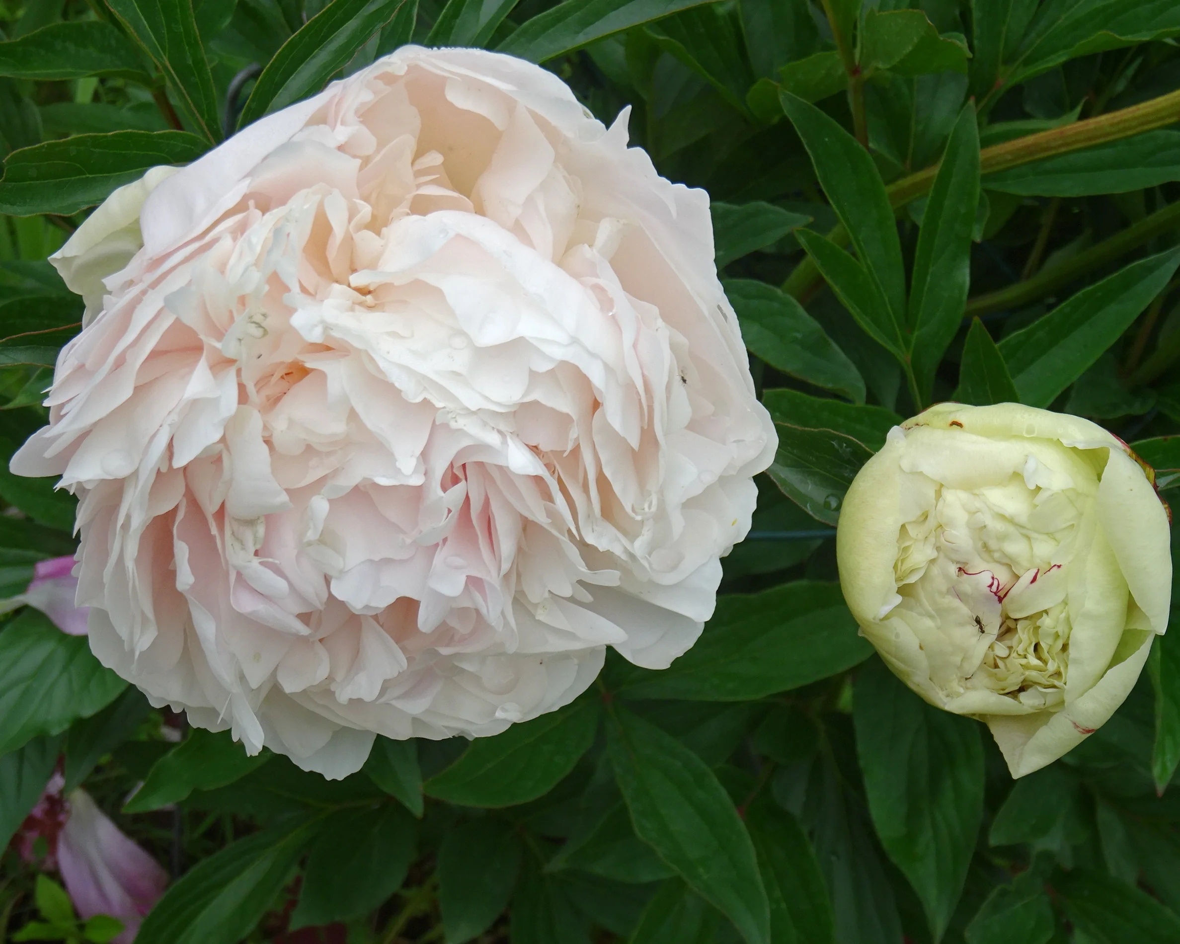 Paeonia 'Vogue' - Image 6