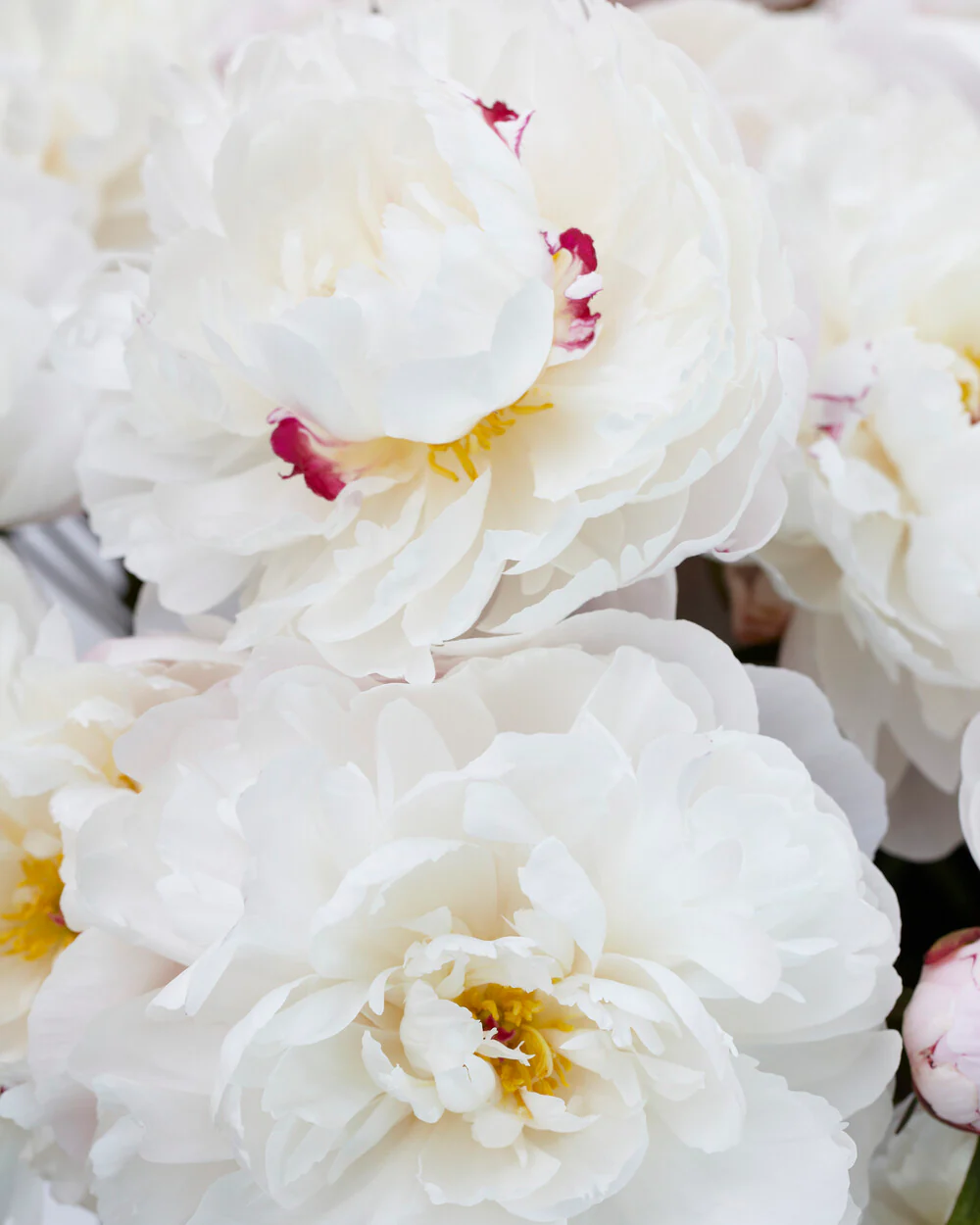 Paeonia 'Vogue' - Image 7