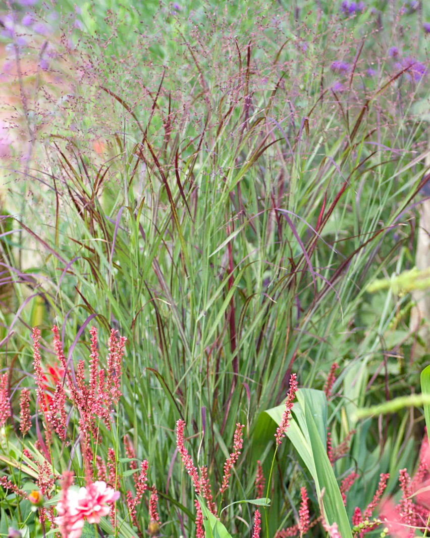 Panicum 'Heiliger Hain' - Image 2