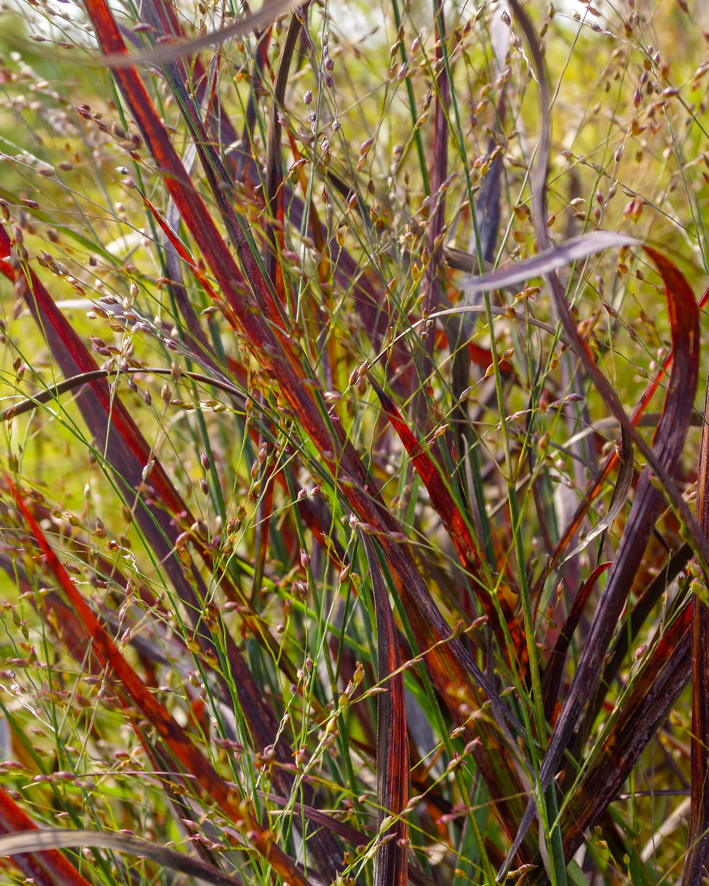Panicum 'Hot Rod' - Image 4