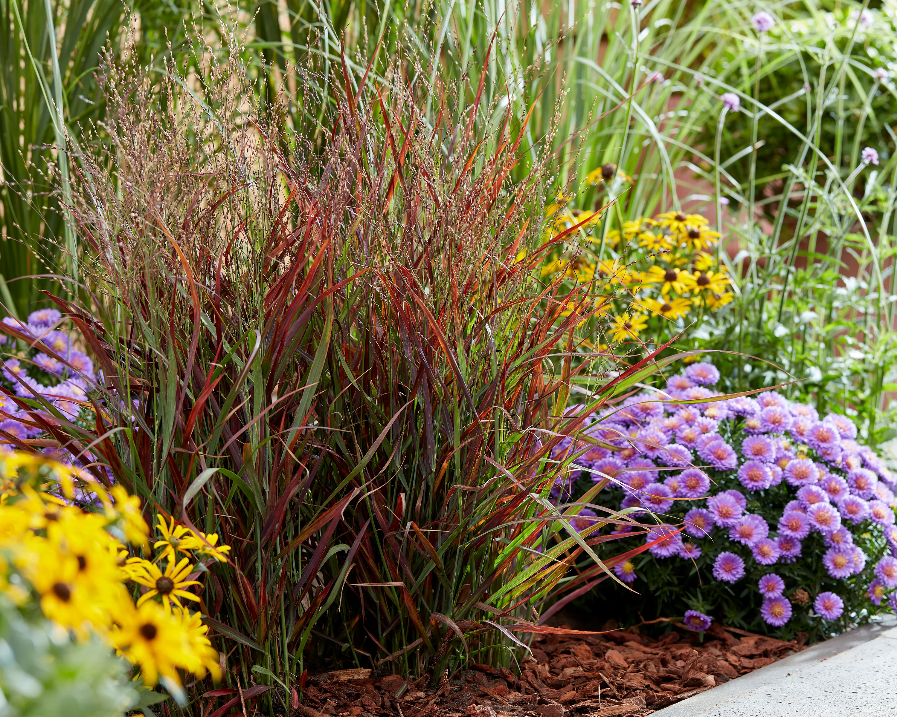 Panicum 'Hot Rod' - Image 6