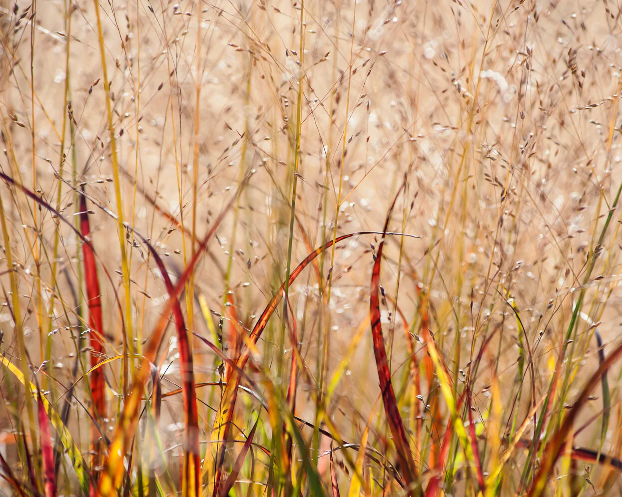 Panicum 'Shenandoah' - Image 6