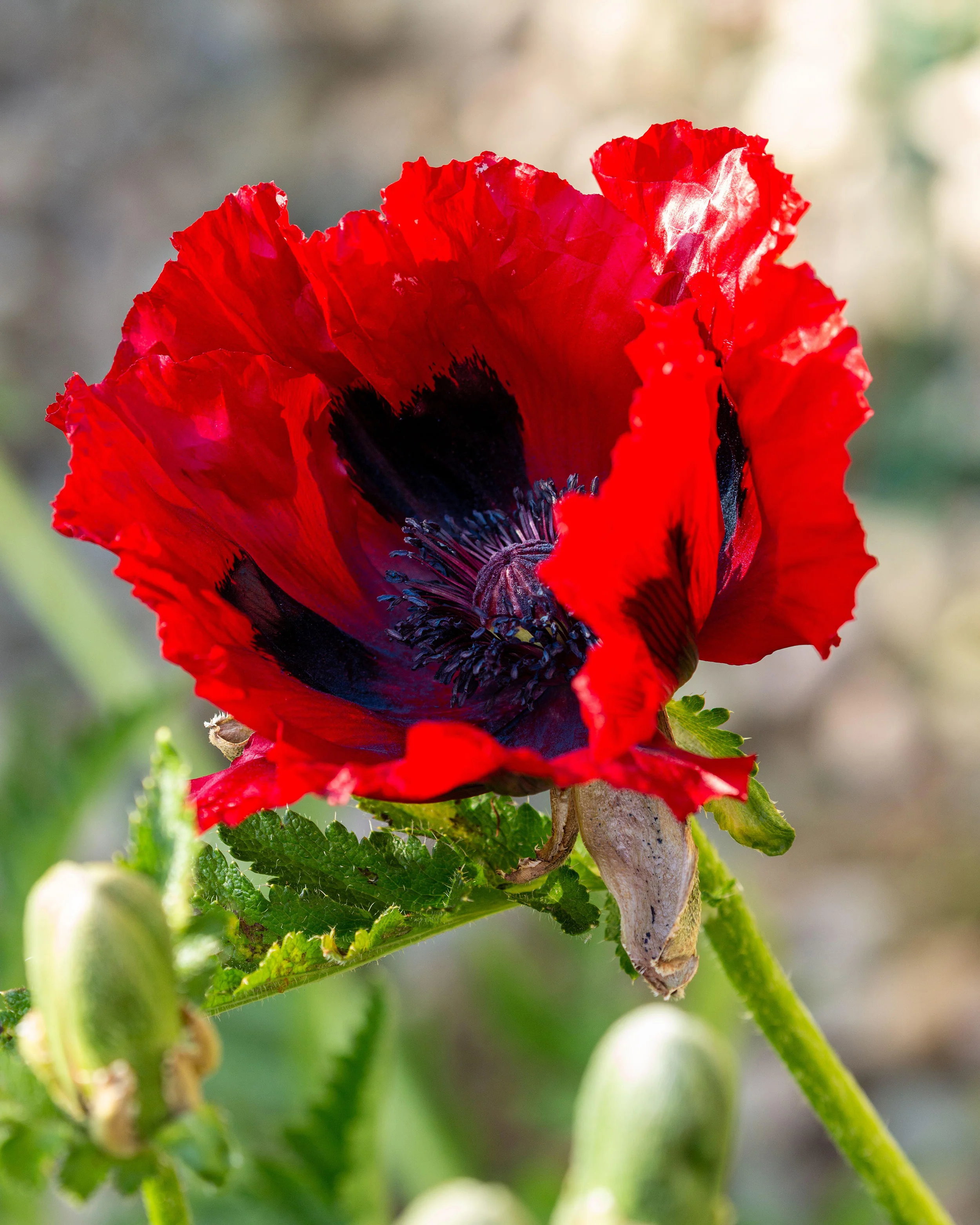 Papaver 'Beauty of Livermere' - Image 2