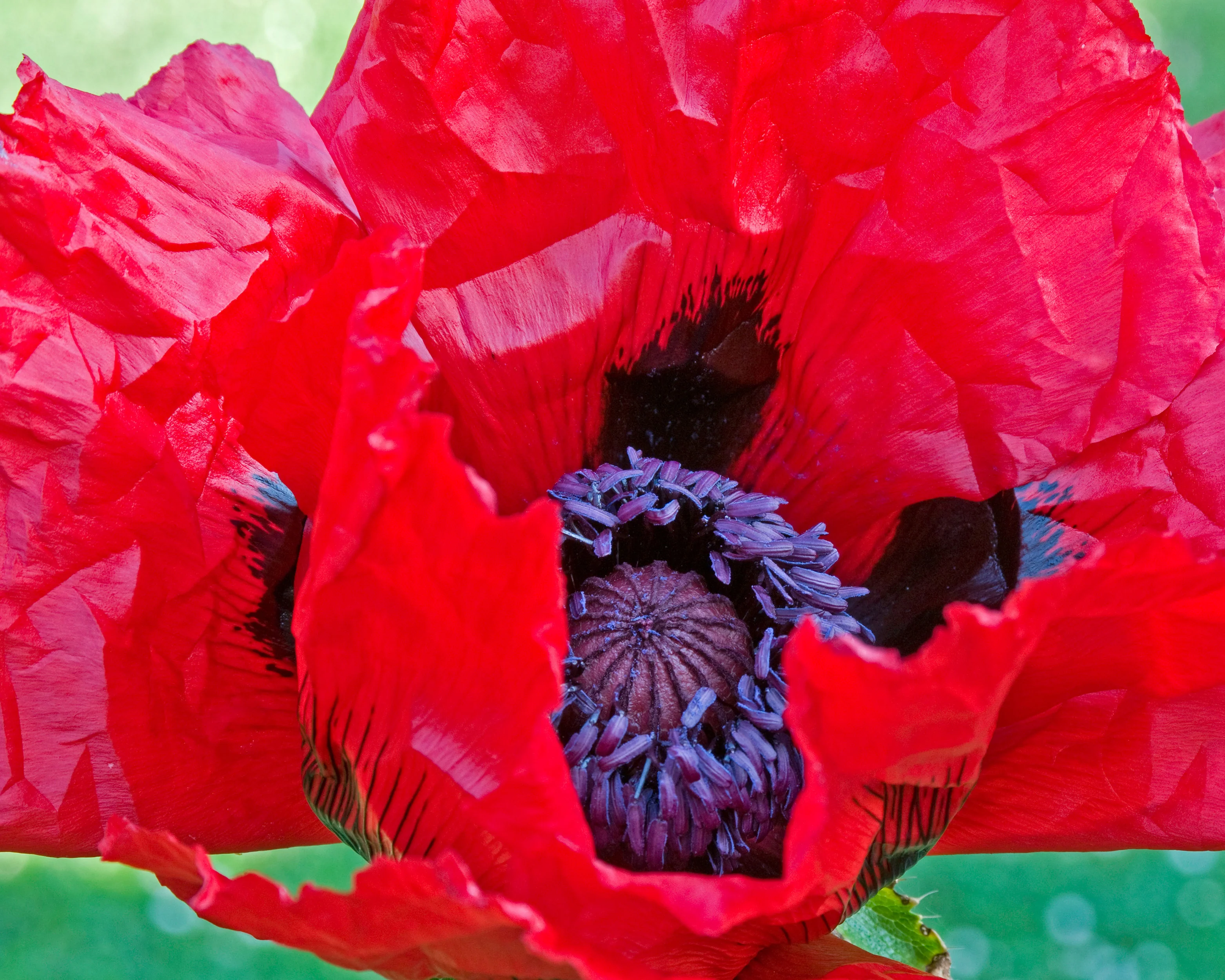Papaver 'Beauty of Livermere' - Image 3