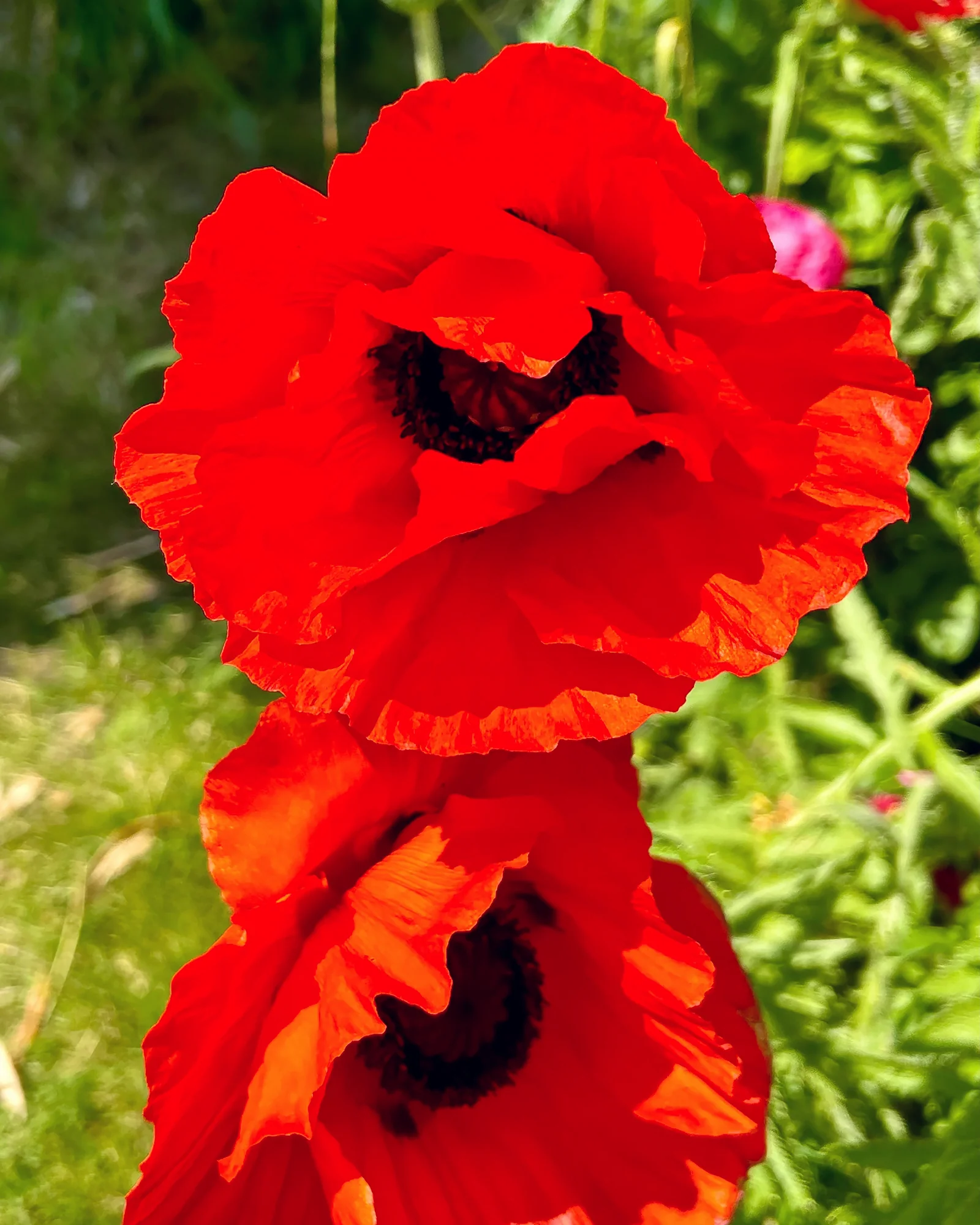 Papaver 'Beauty of Livermere' - Image 4