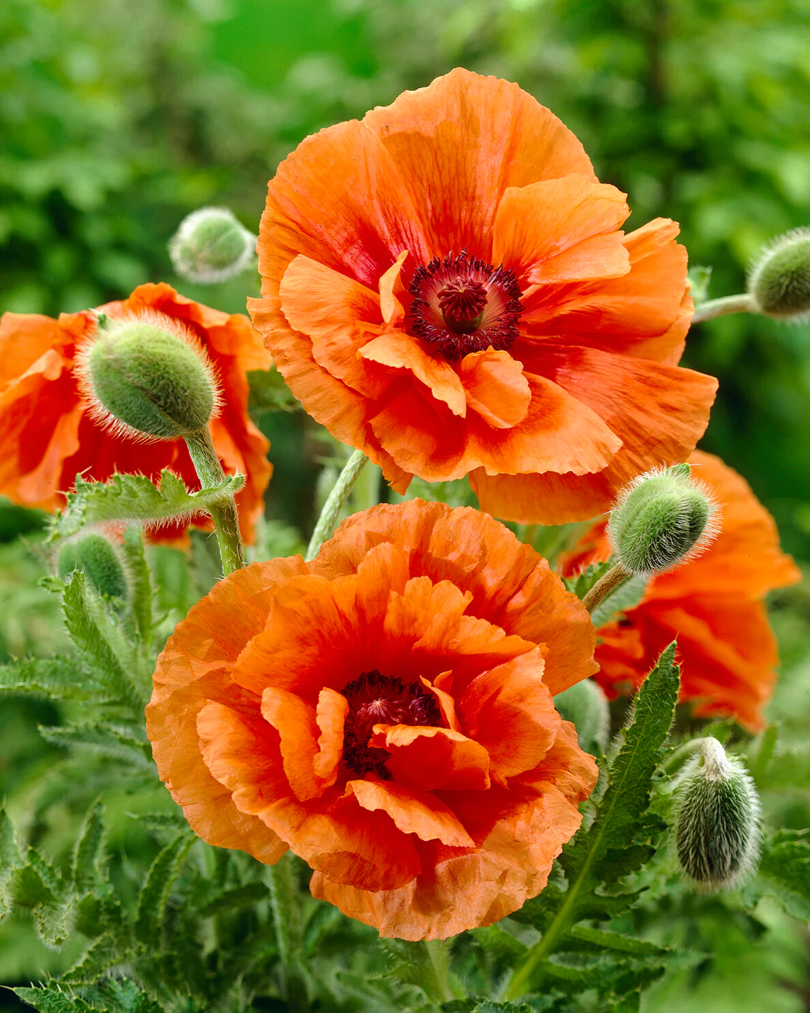 Papaver 'Harvest Moon' - Image 2
