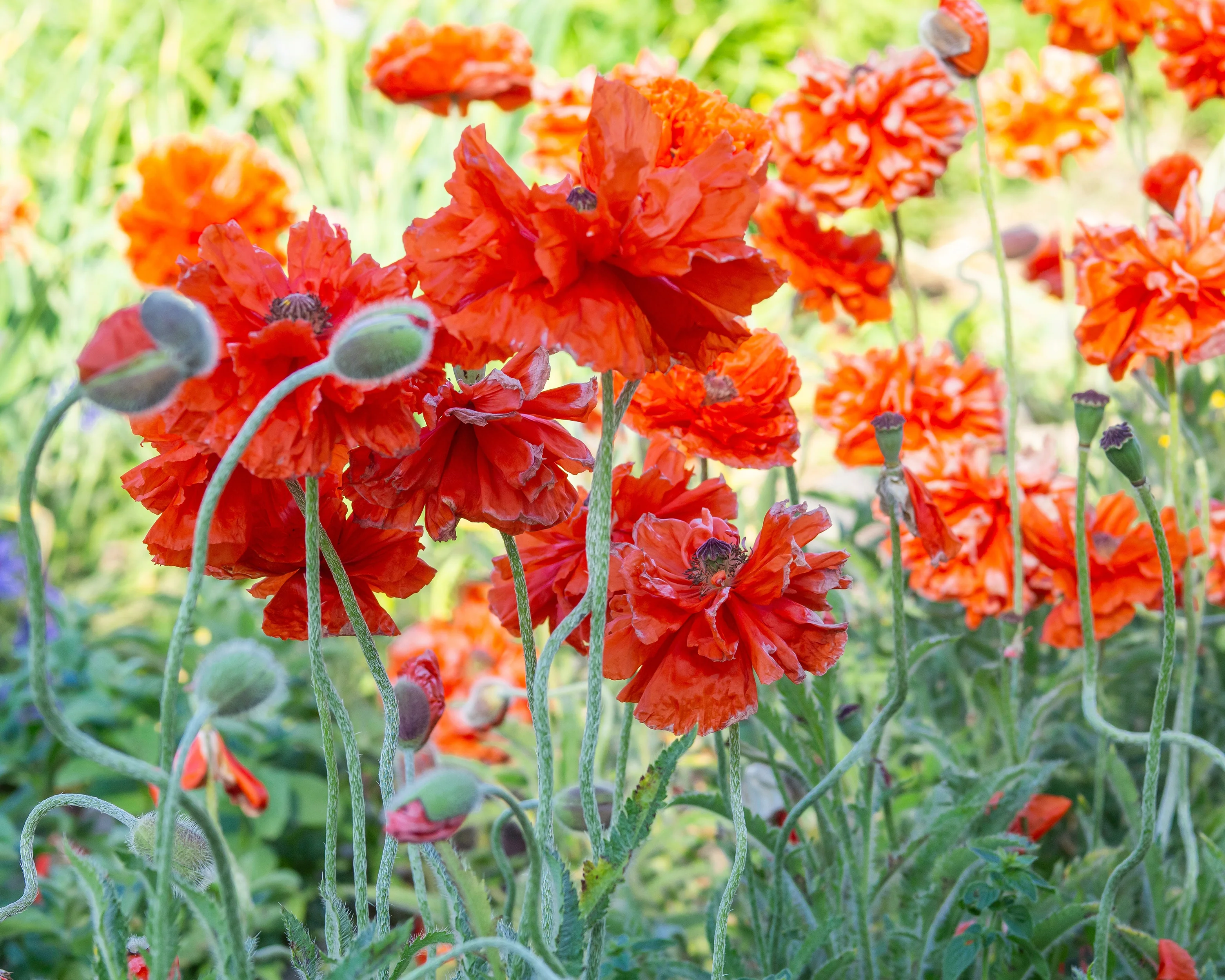 Papaver 'Harvest Moon' - Image 3