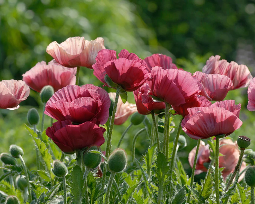 Papaver 'Marlene' - Image 2