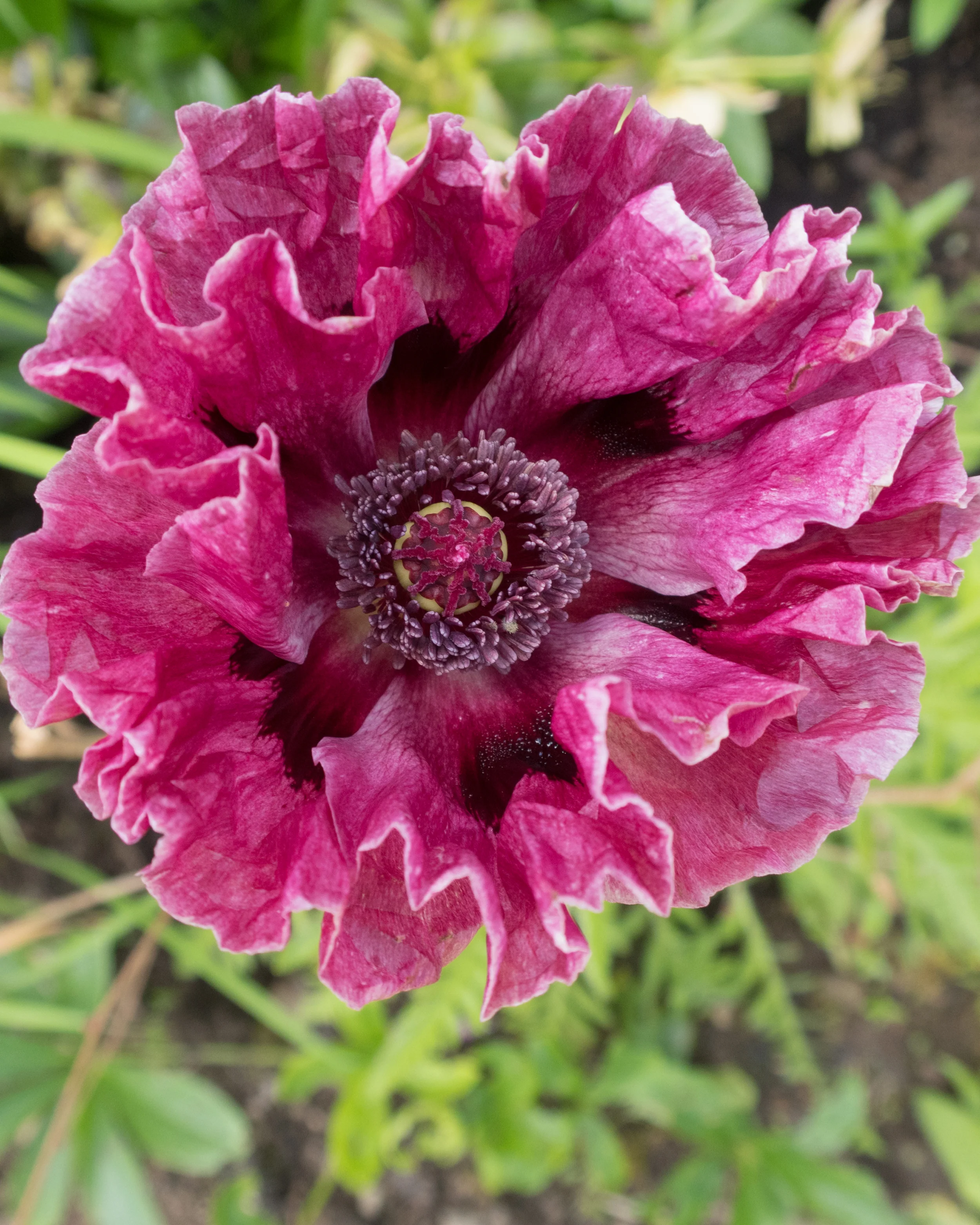 Papaver 'Patty's Plum' - Image 2