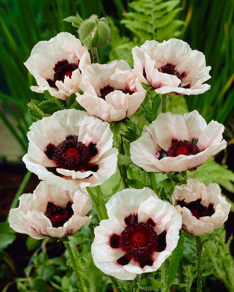 Papaver 'Perry’s White' - Image 2