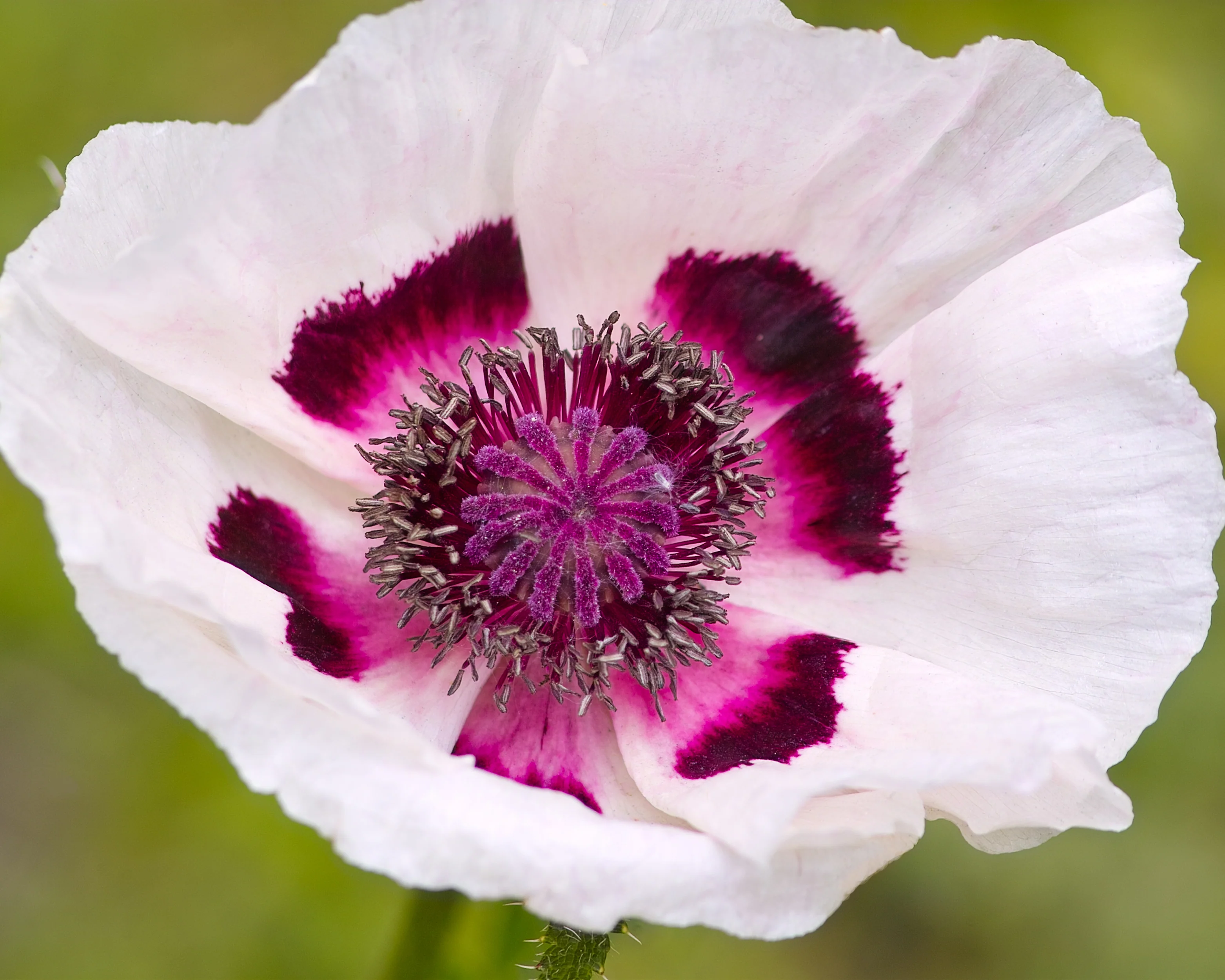 Papaver 'Perry’s White' - Image 5