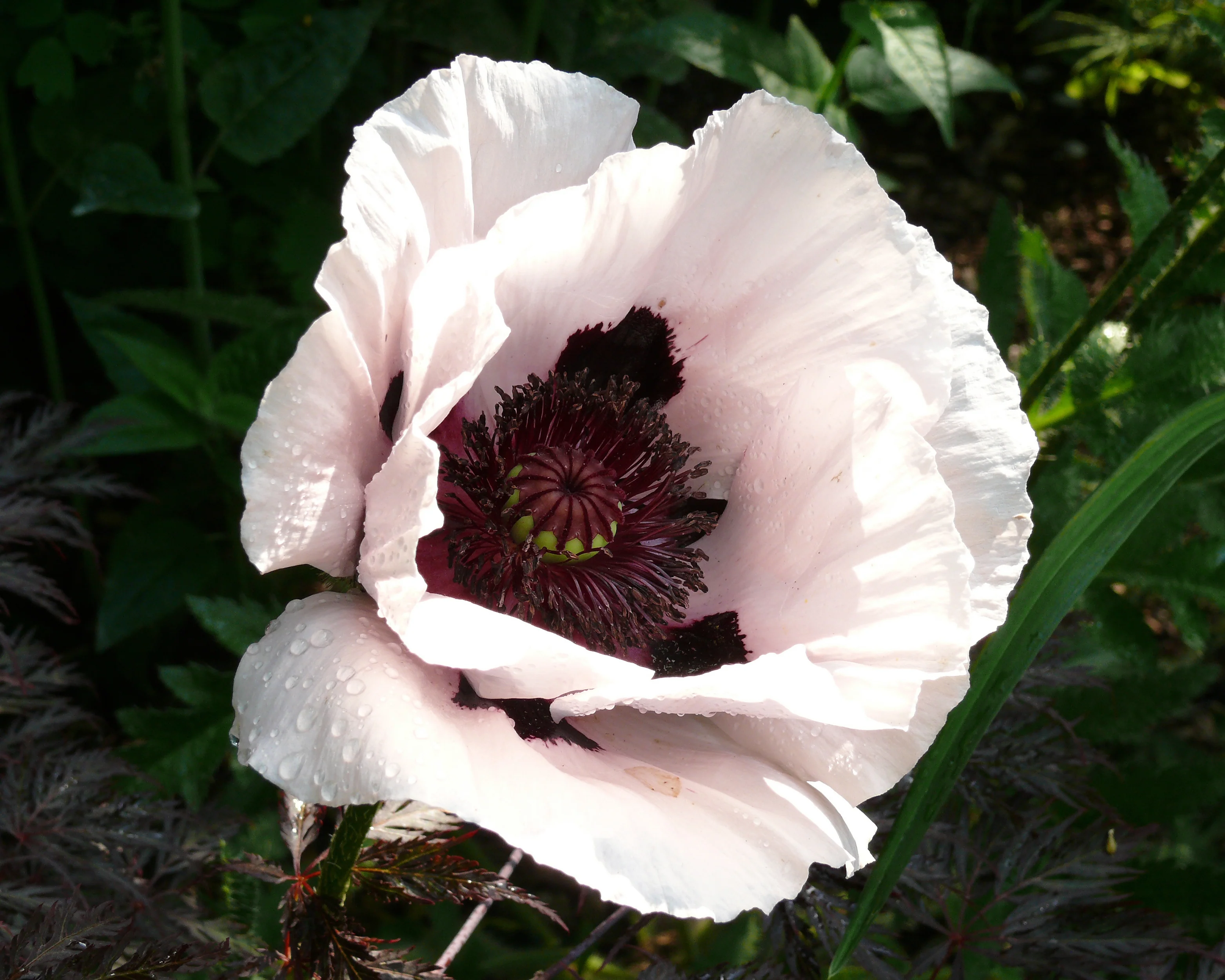 Papaver 'Perry’s White' - Image 6
