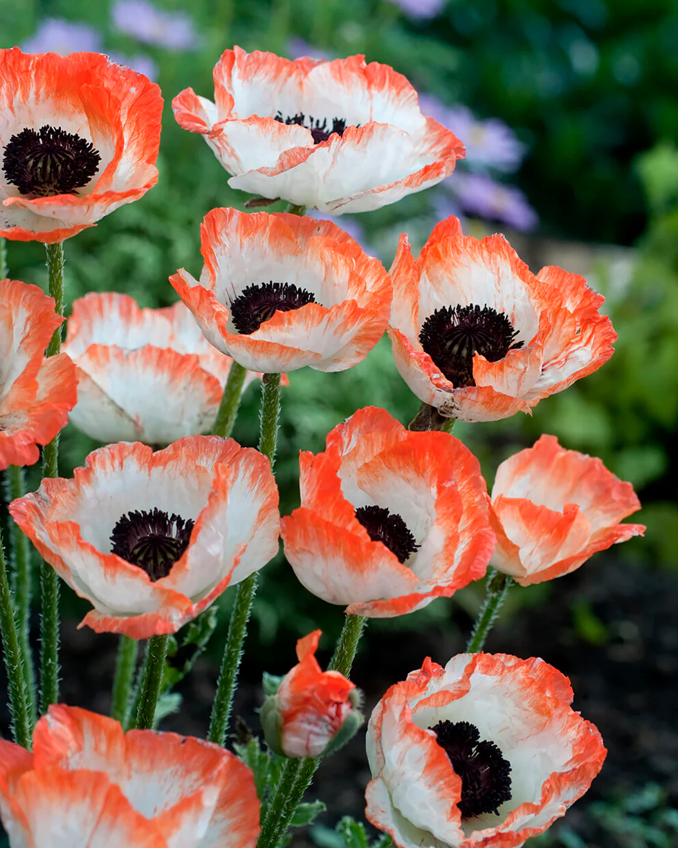 Papaver 'Picotee' - Image 2