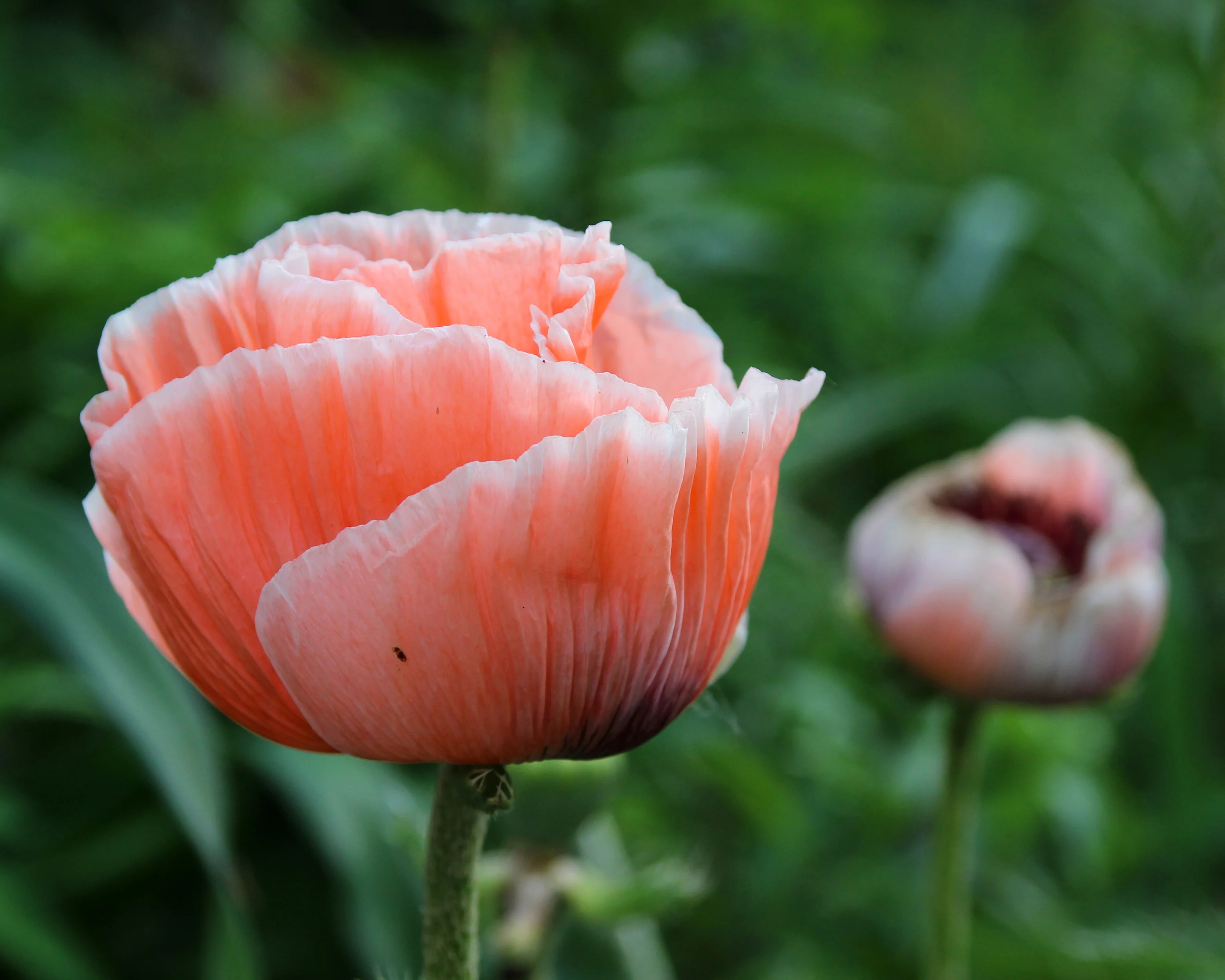 Papaver 'Picotee' - Image 3