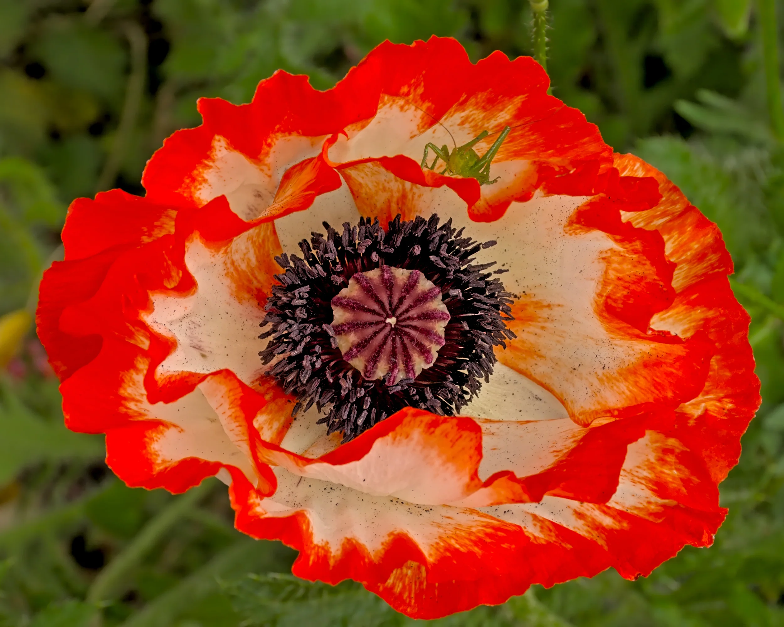Papaver 'Picotee' - Image 4