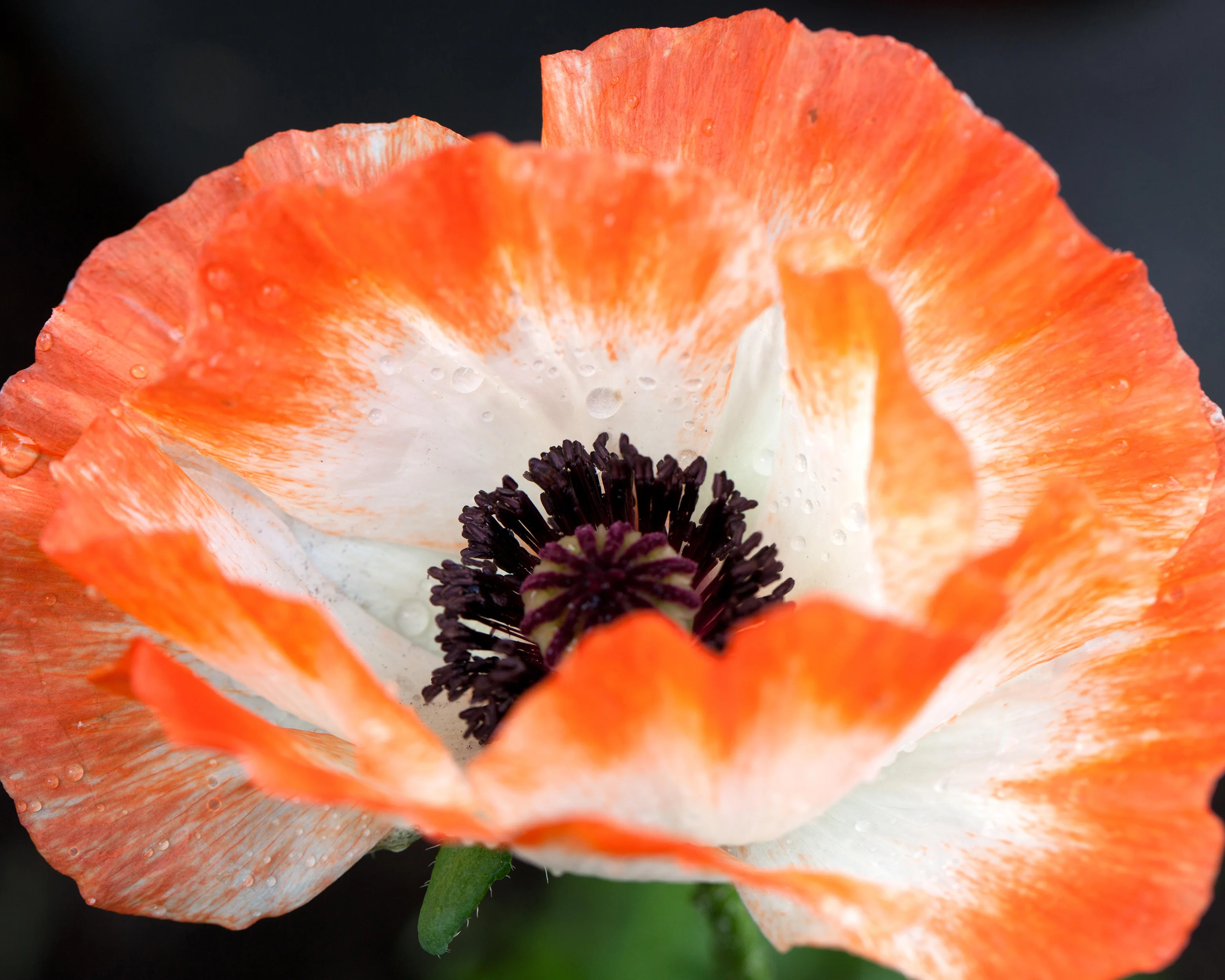 Papaver 'Picotee' - Image 5