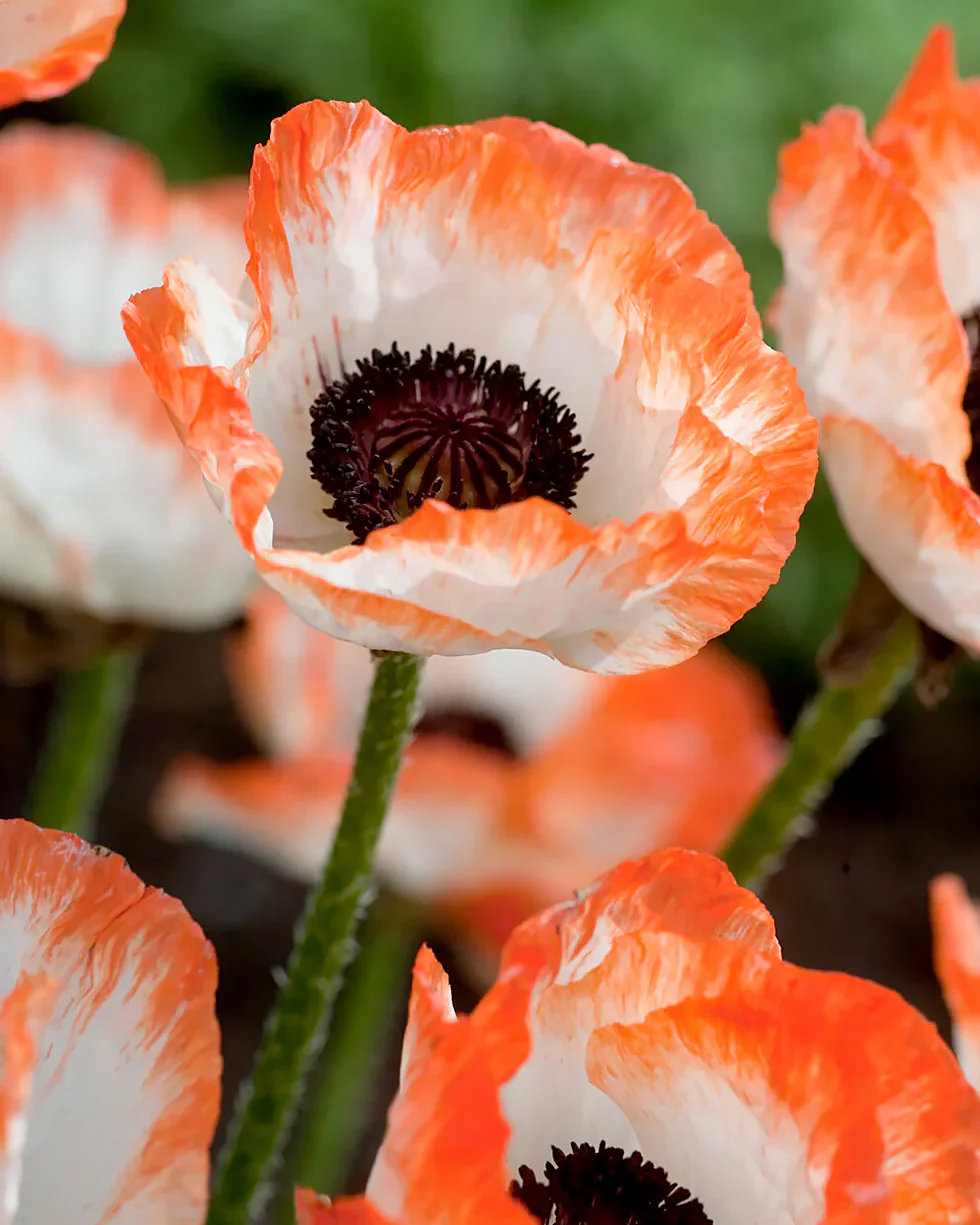 Papaver 'Picotee' - Image 7
