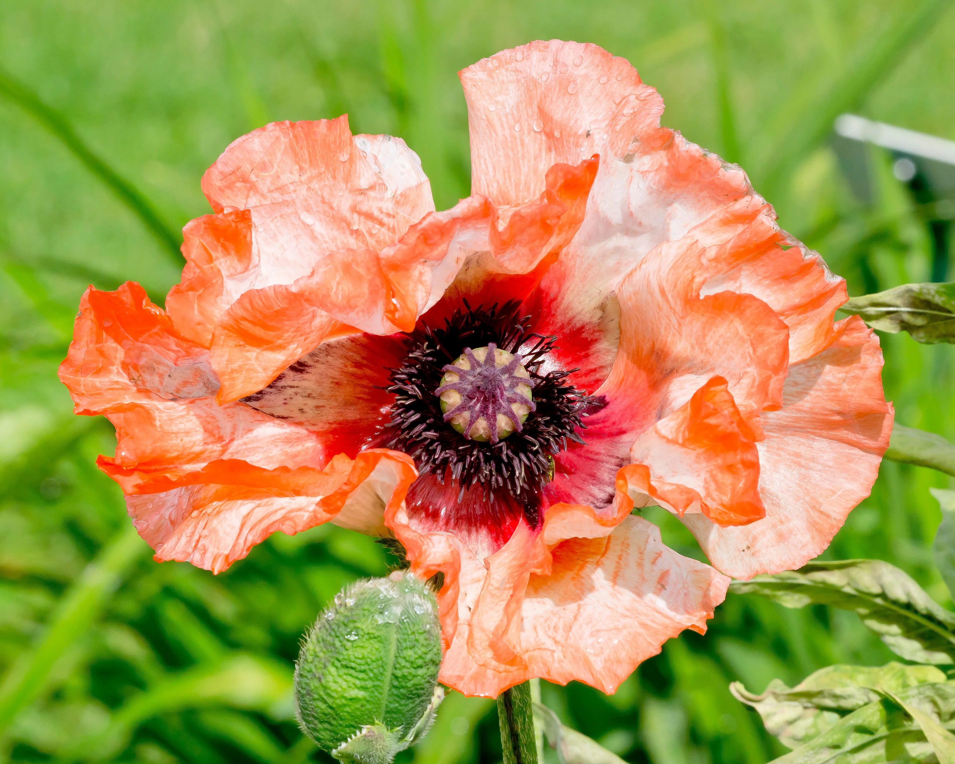 Papaver 'Picotee' - Image 8