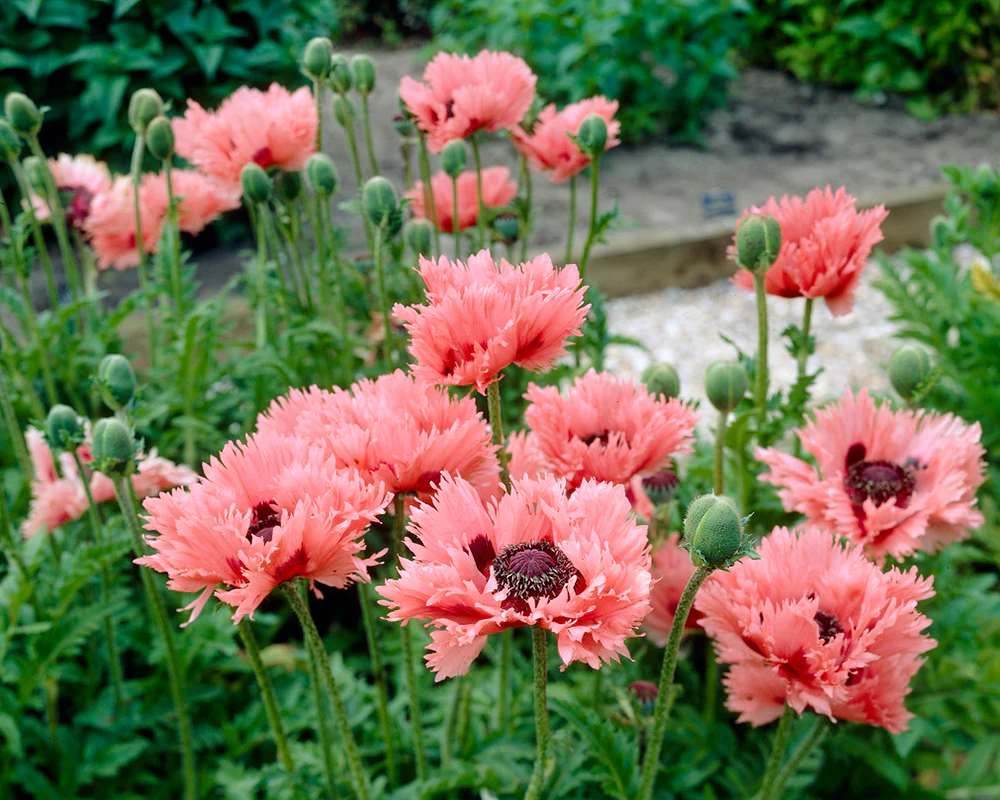 Papaver 'Pink Ruffles' - Image 3