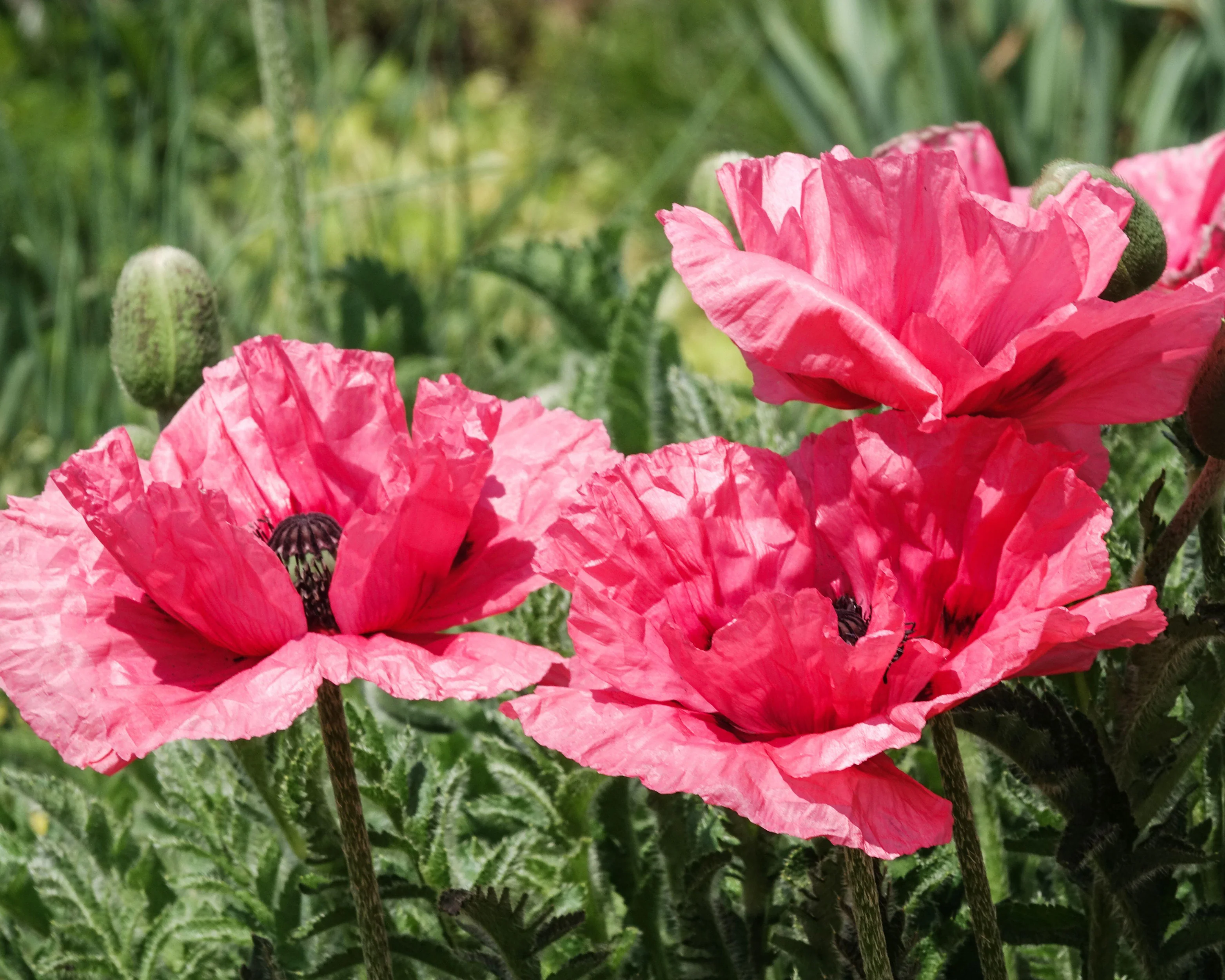 Papaver 'Watermelon' - Image 2