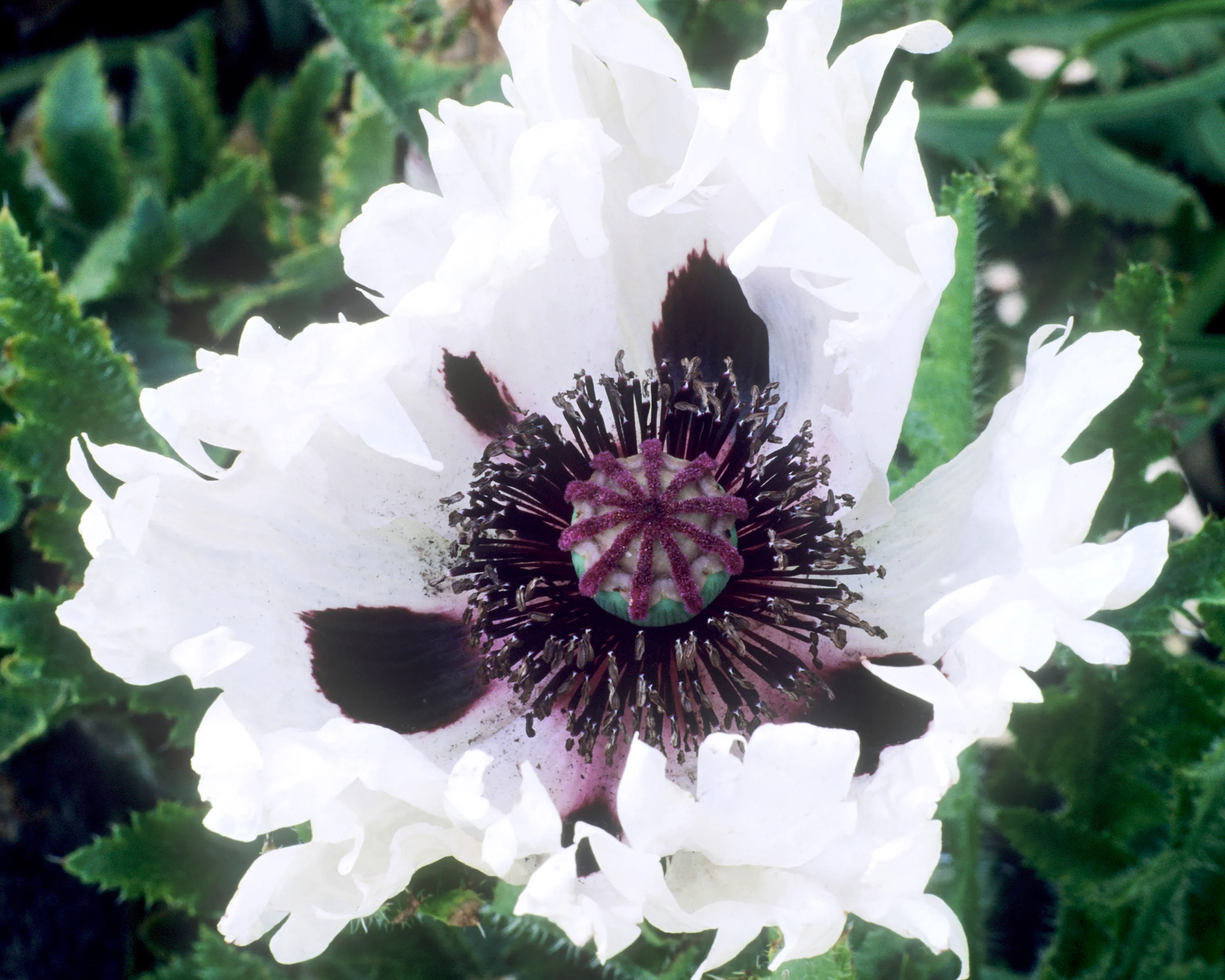 Papaver 'White Ruffles' - Image 2