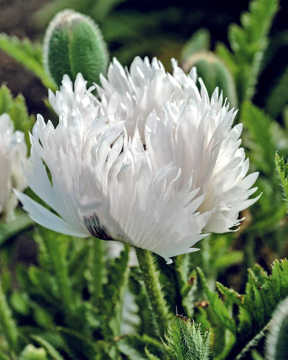 Papaver 'White Ruffles' - Image 3