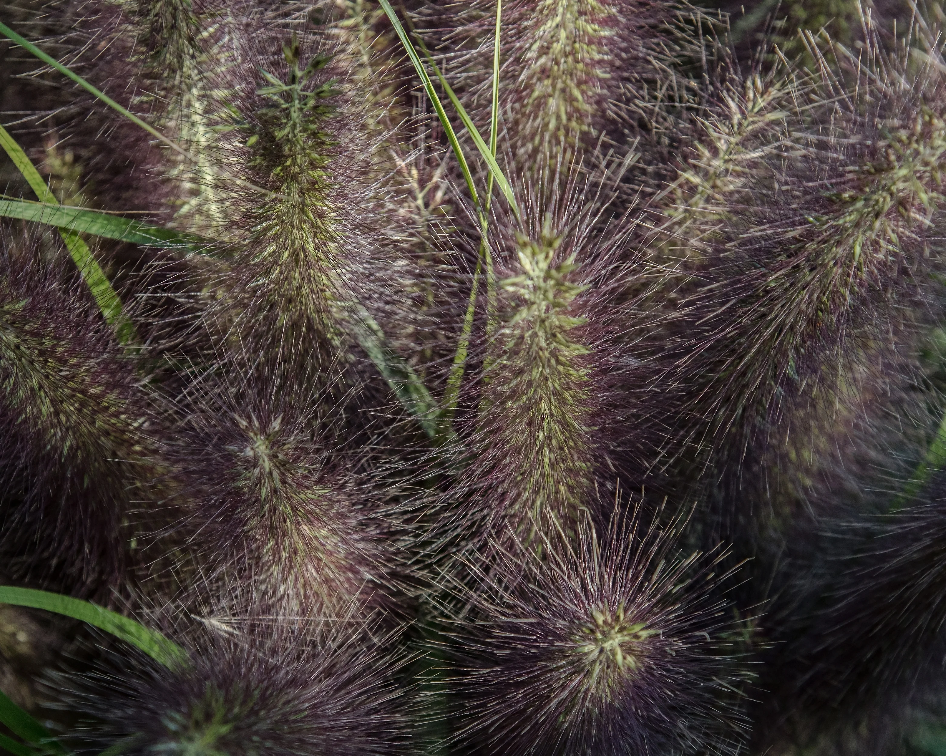 Pennisetum 'Black Beauty' - Image 7
