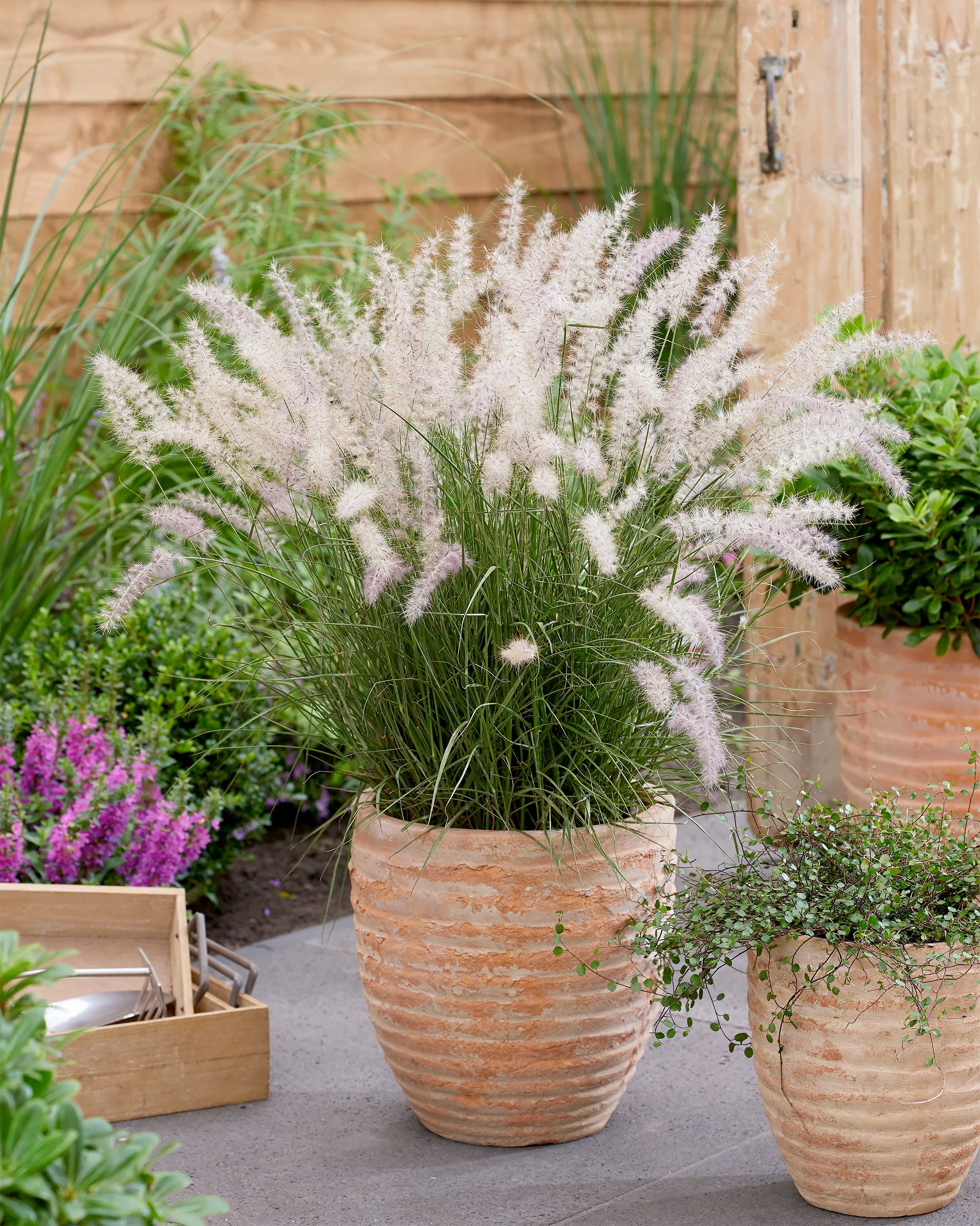 Pennisetum 'Dance With Me' - Image 3