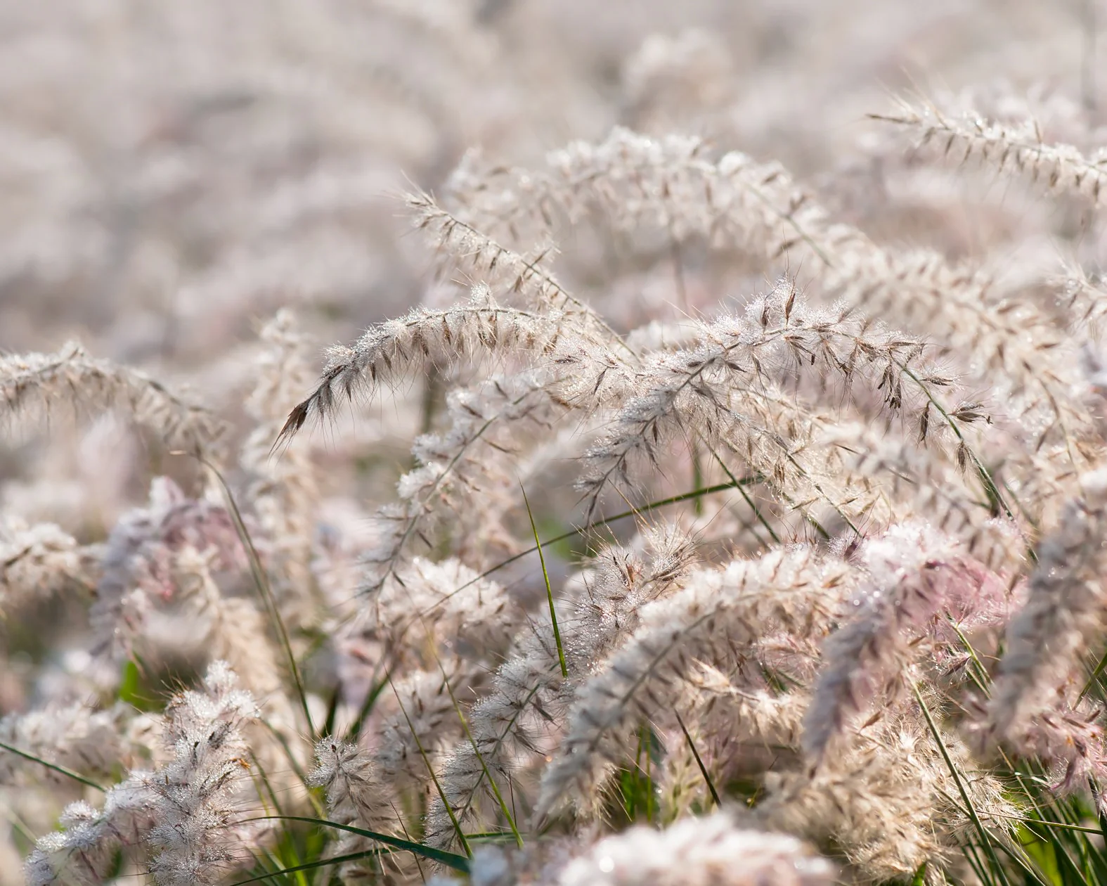 Pennisetum 'Dance With Me' - Image 4