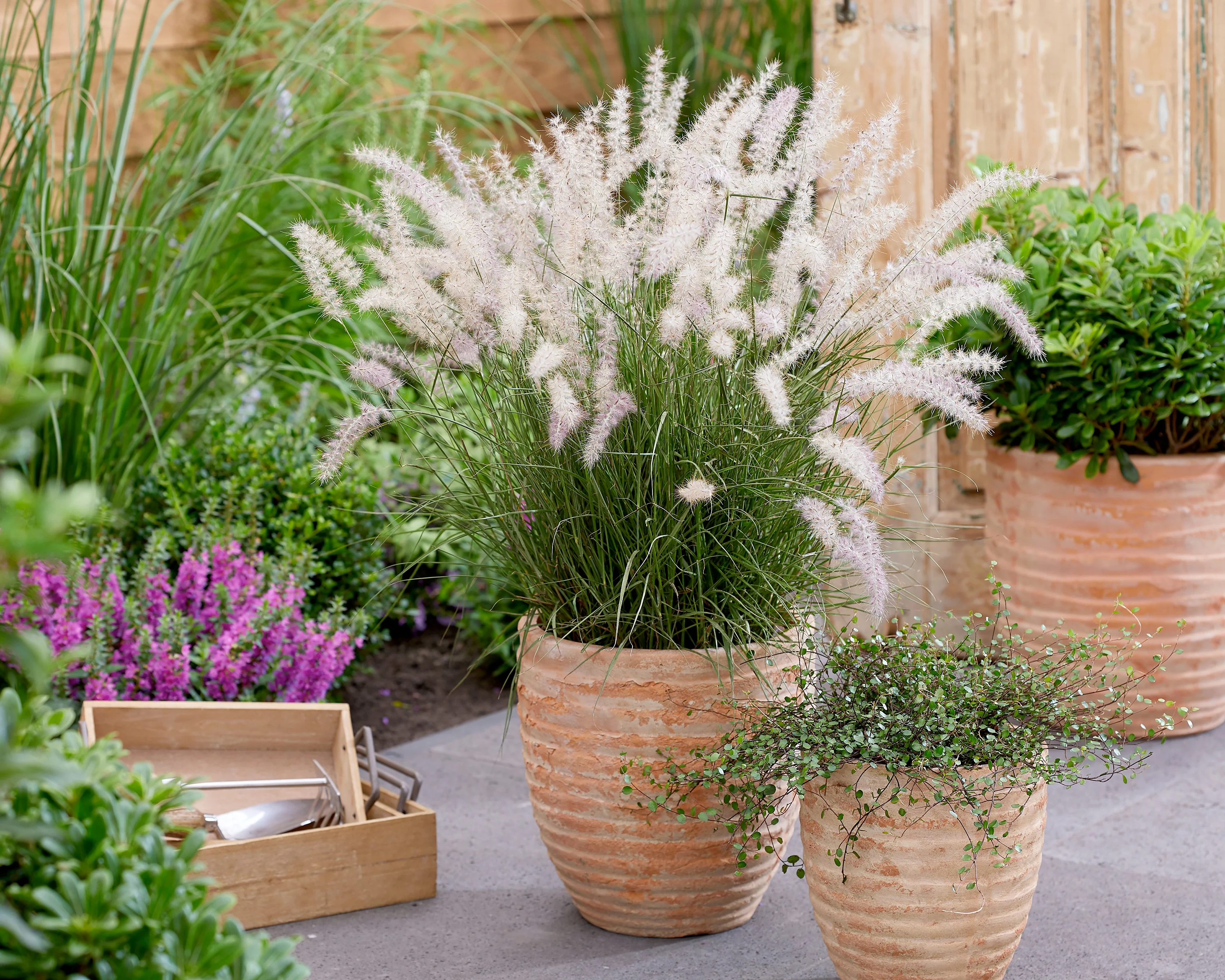 Pennisetum 'Dance With Me' - Image 5