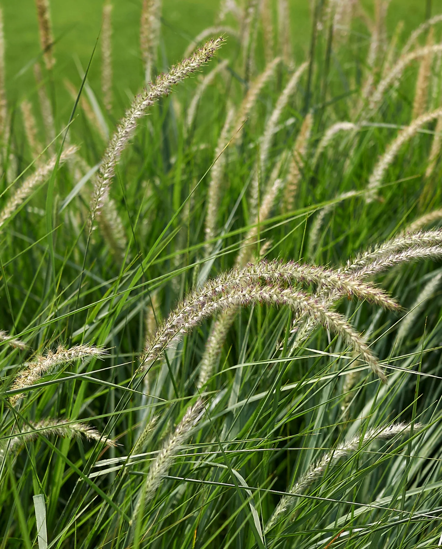 Pennisetum 'Fairy Tails' - Image 4