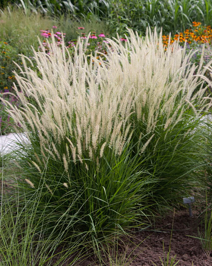 Pennisetum 'Fairy Tails' - Image 8