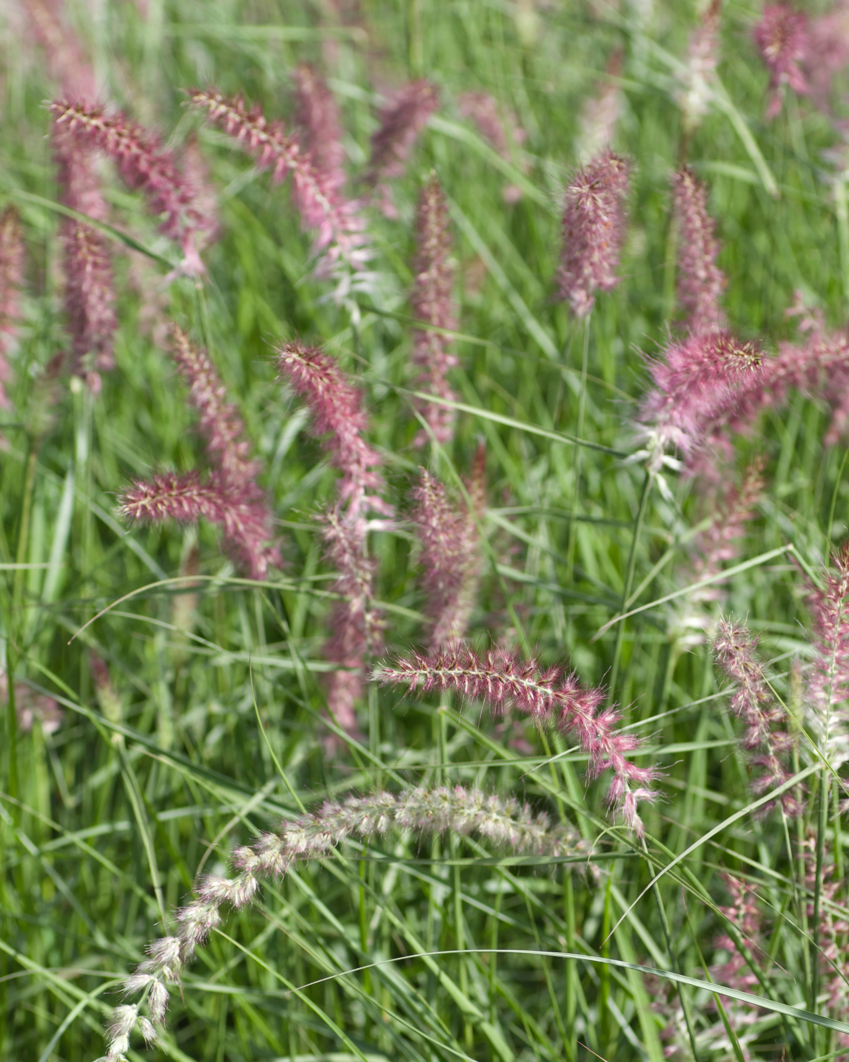 Pennisetum 'Flamingo' - Image 4