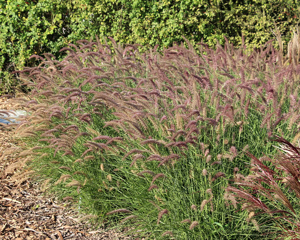 Pennisetum 'Flamingo' - Image 5