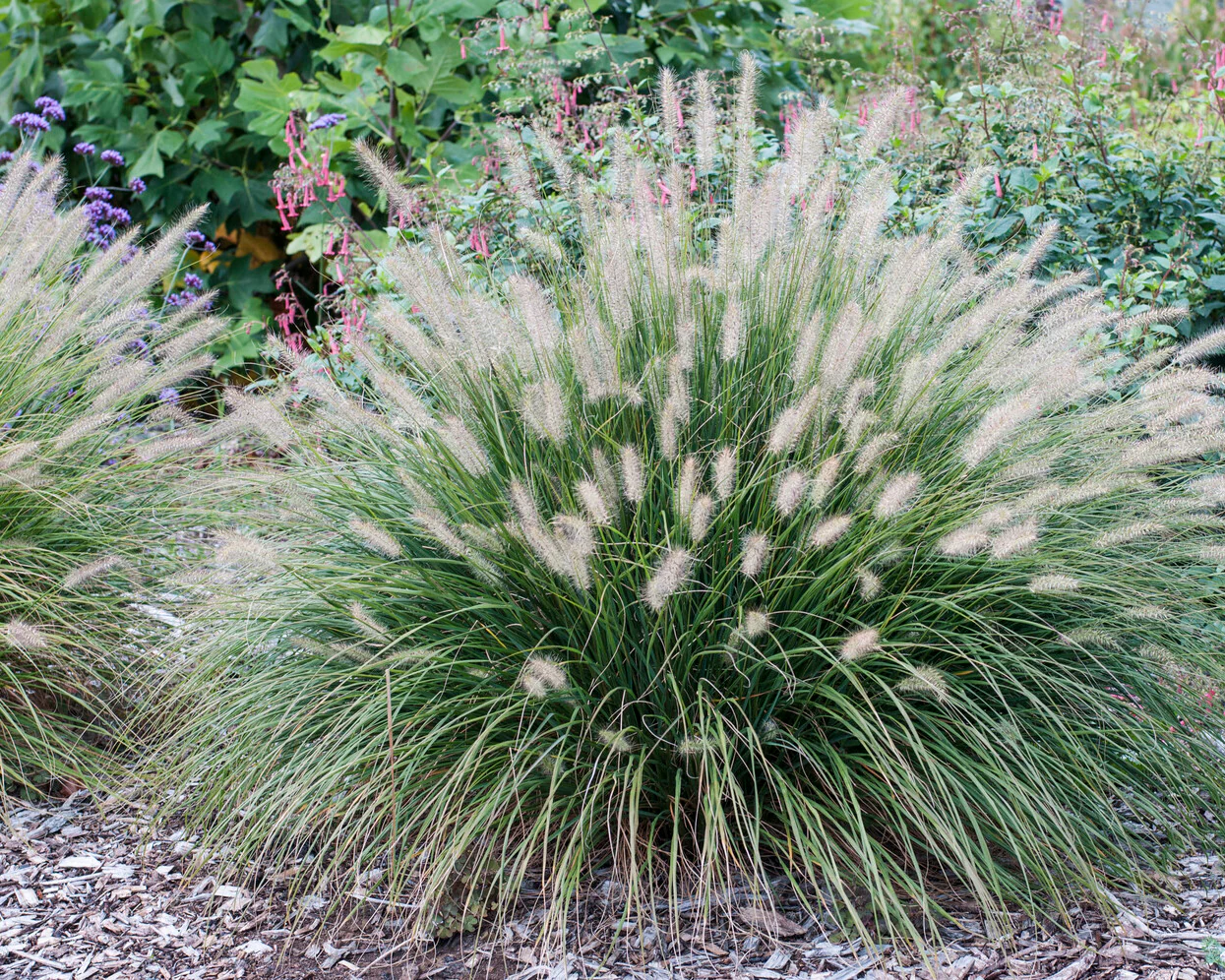Pennisetum 'Hameln' - Image 3