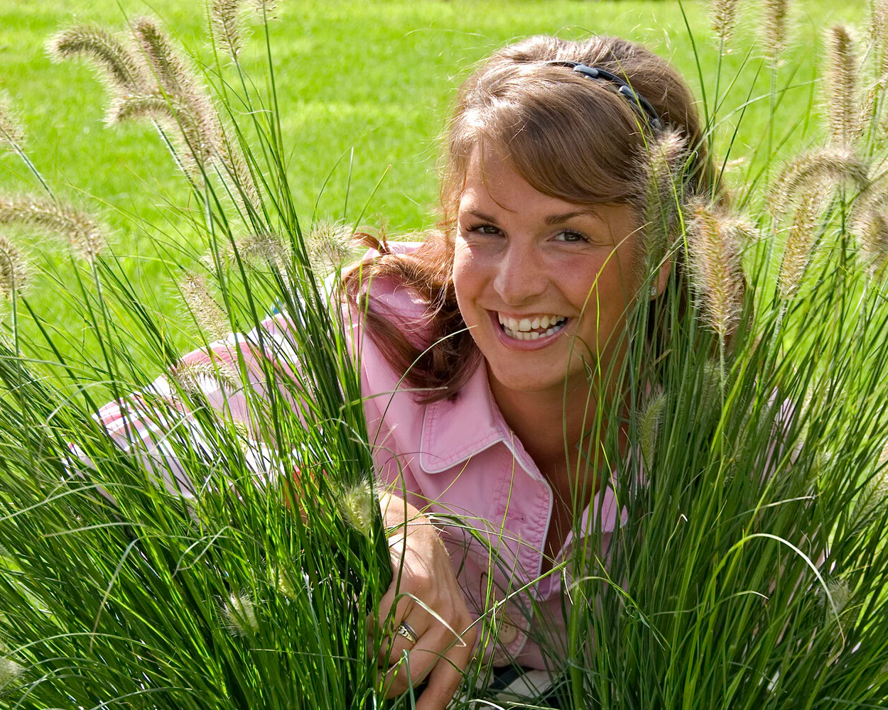 Pennisetum 'Hameln' - Image 8