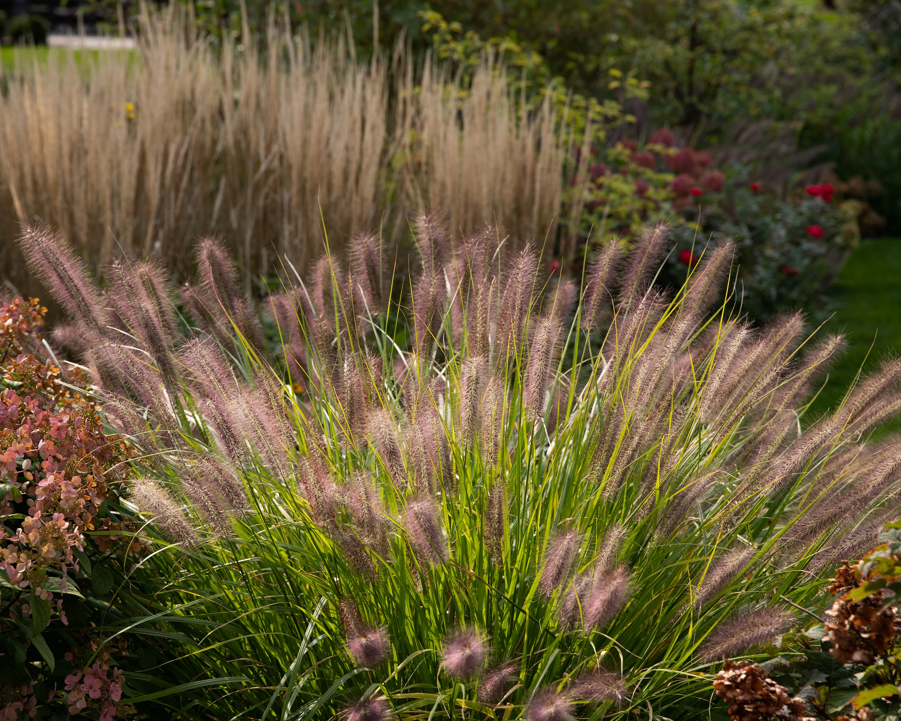Pennisetum 'Red Head' - Image 2