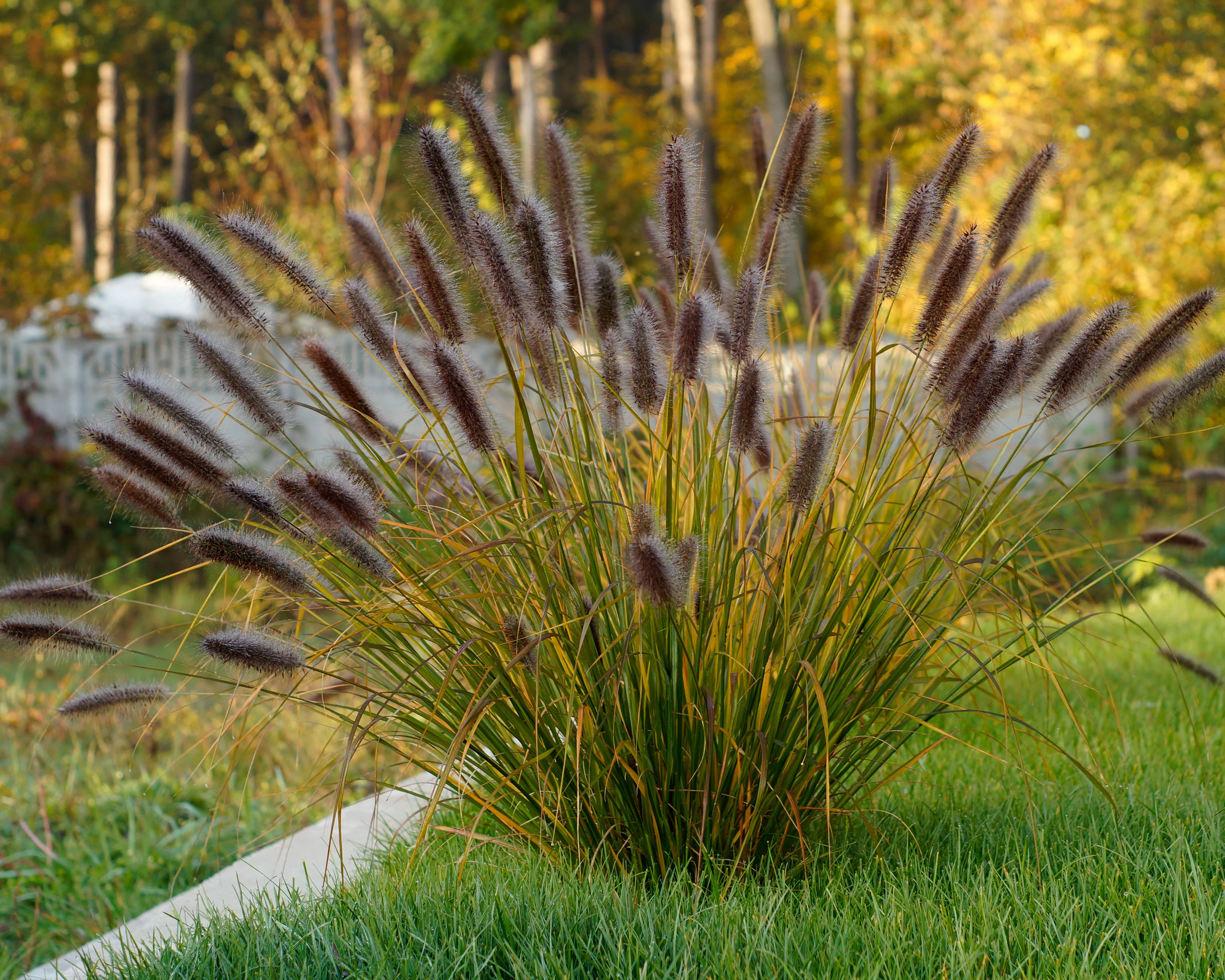 Pennisetum 'Red Head' - Image 5