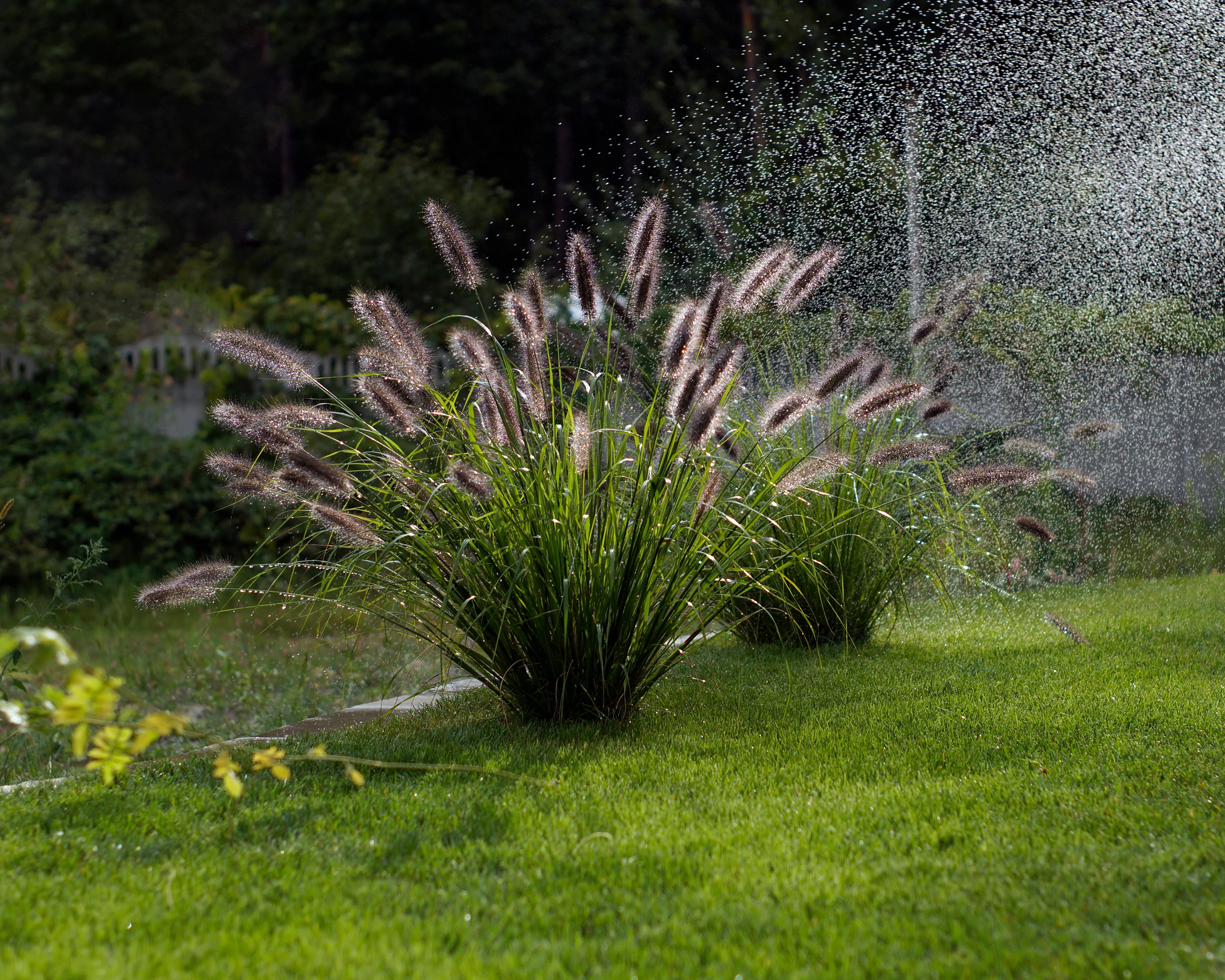Pennisetum 'Red Head' - Image 9