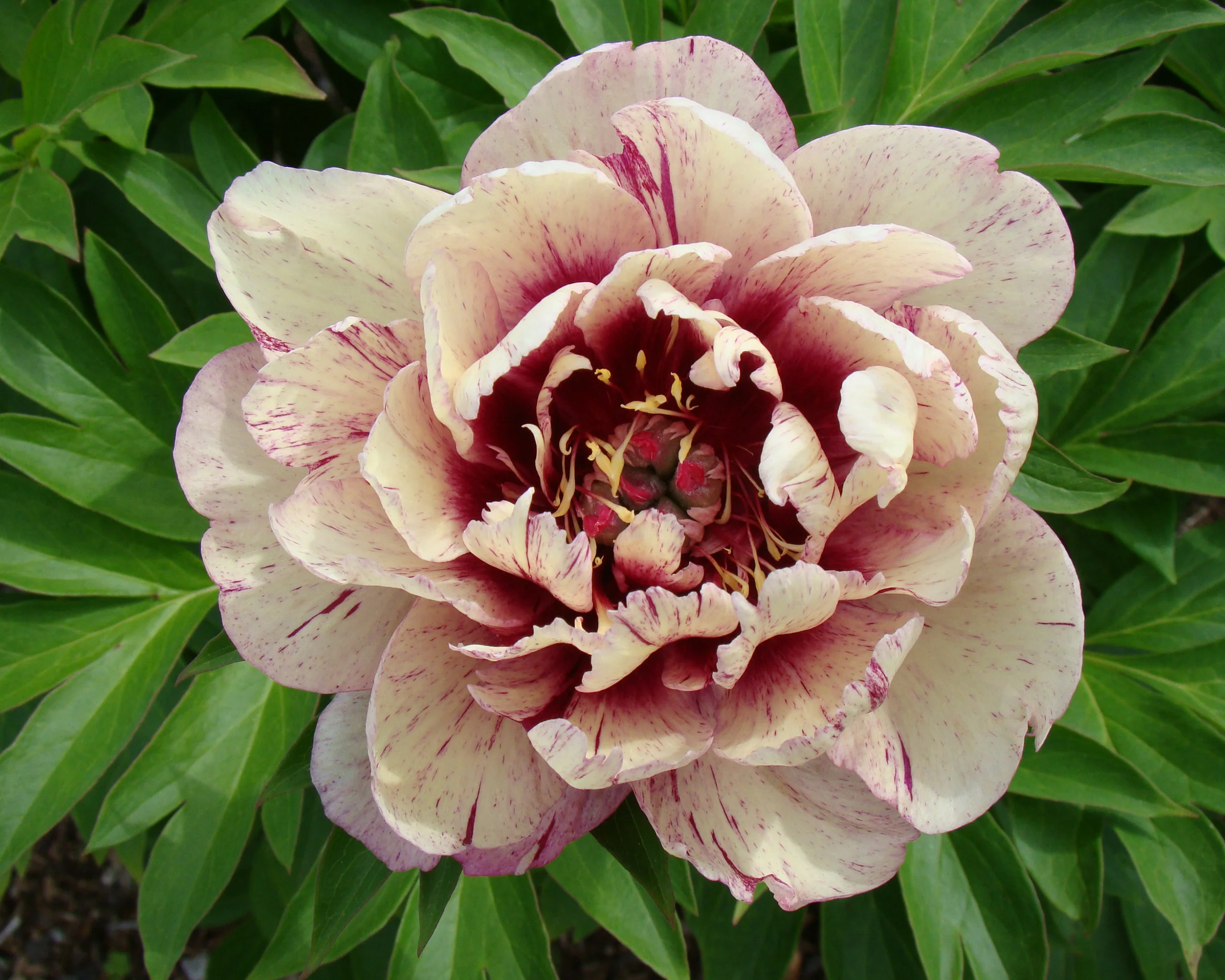 Paeonia 'All that Jazz' - Image 7