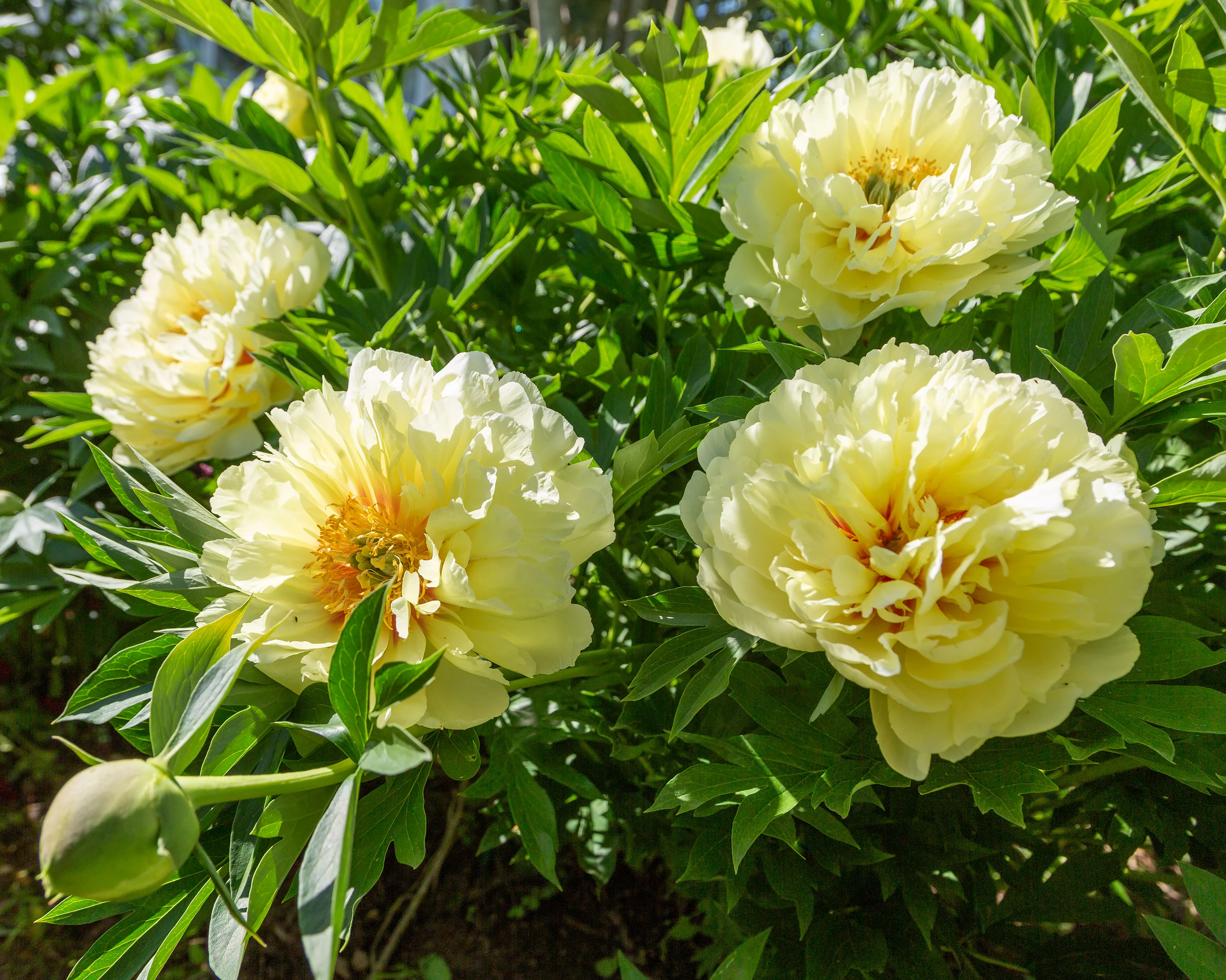 Paeonia 'Bartzella' - Image 2